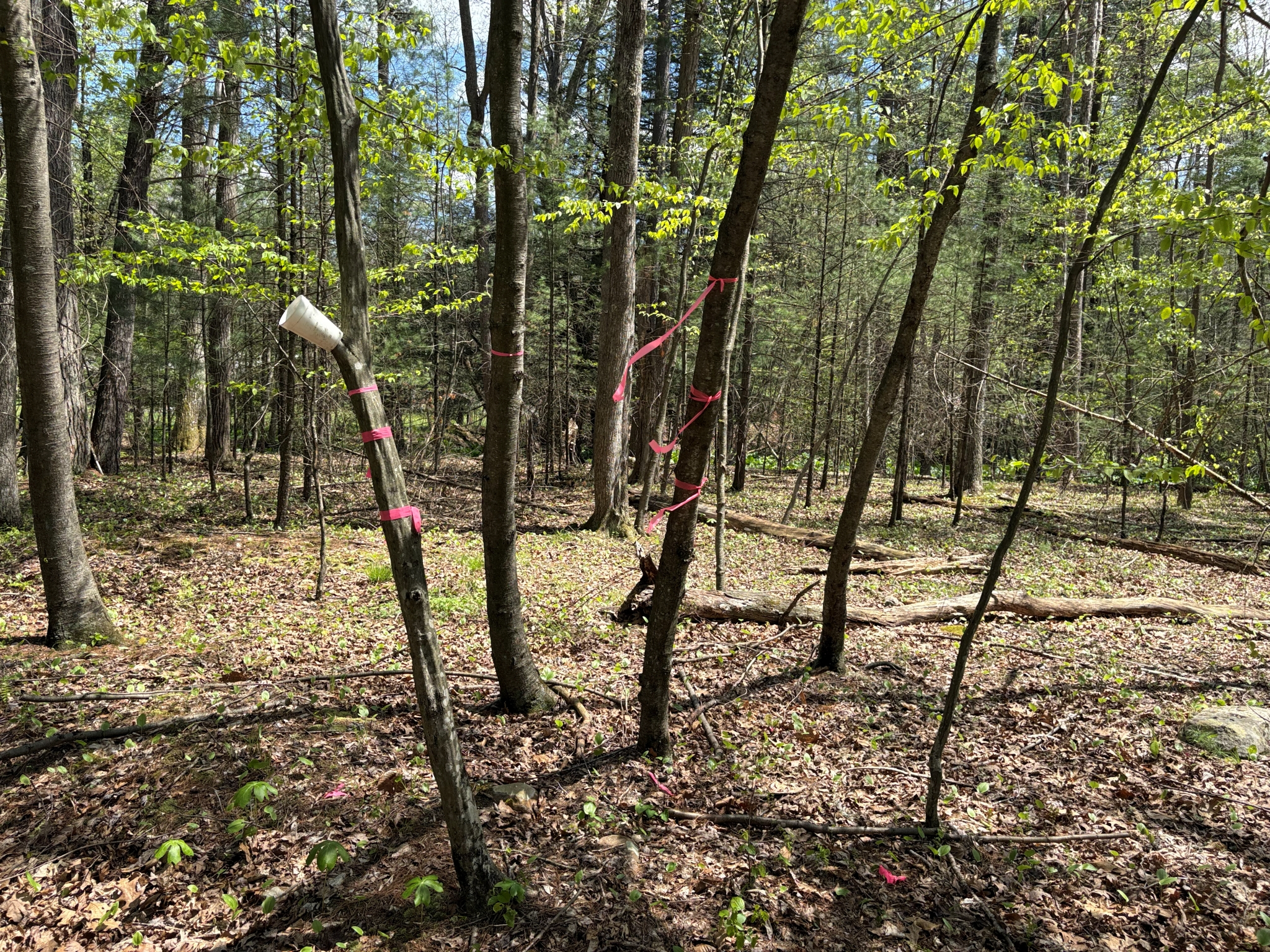 Listing Image 18