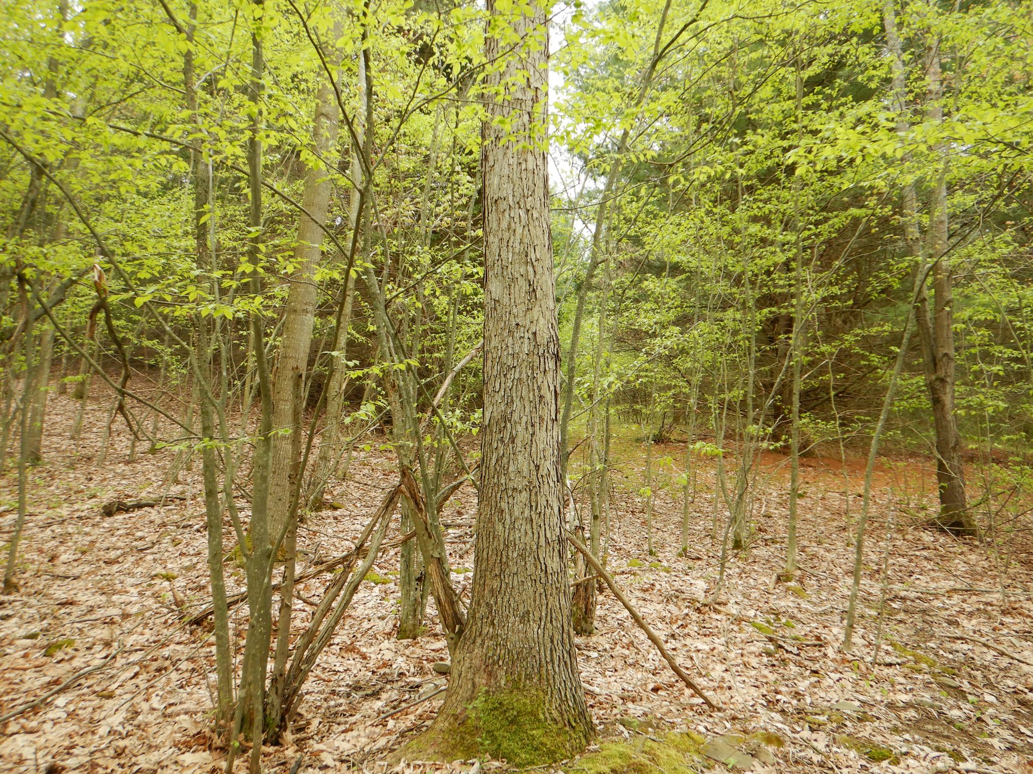 Big Oak Beauty