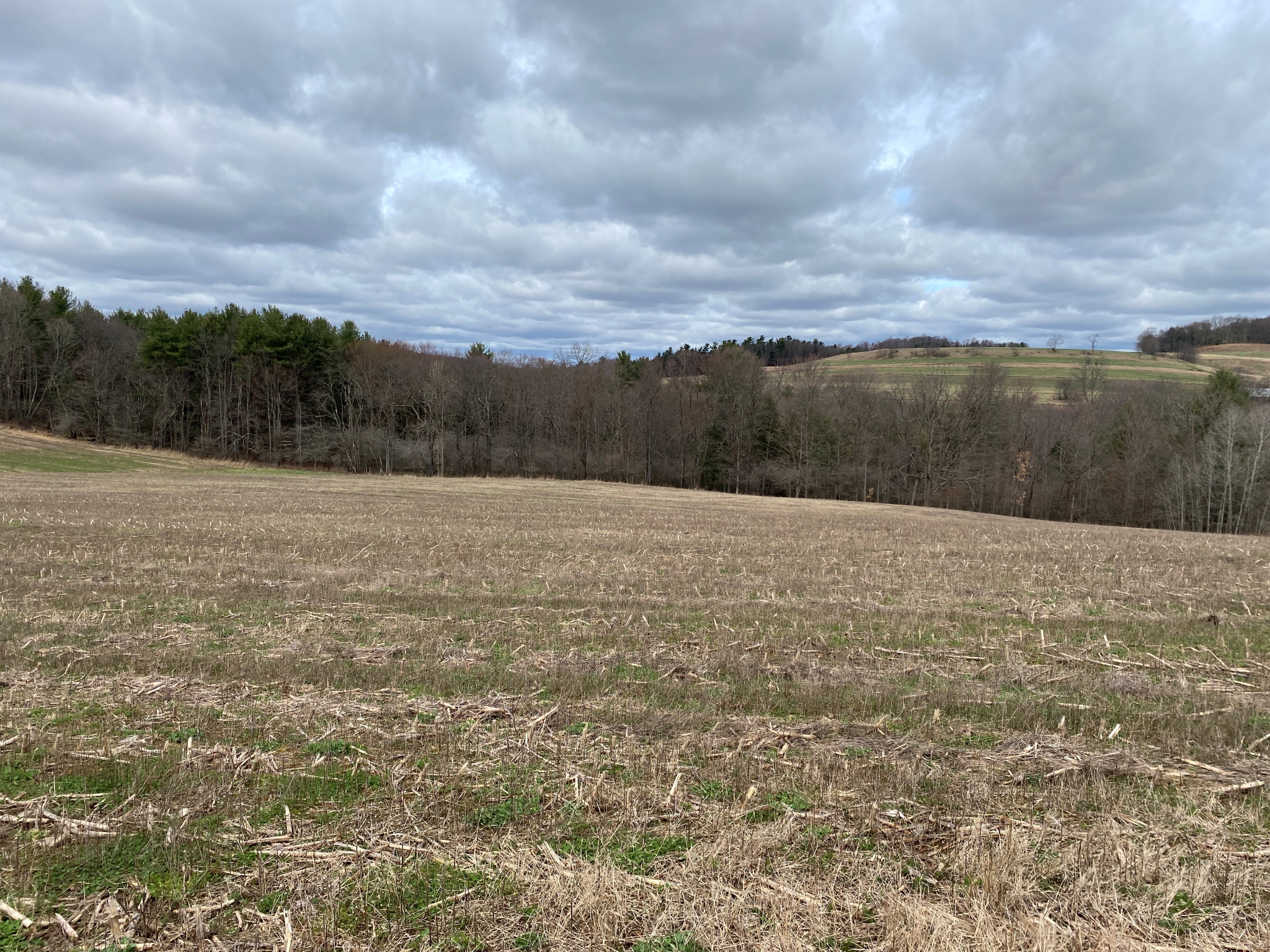 Mark's Meadow