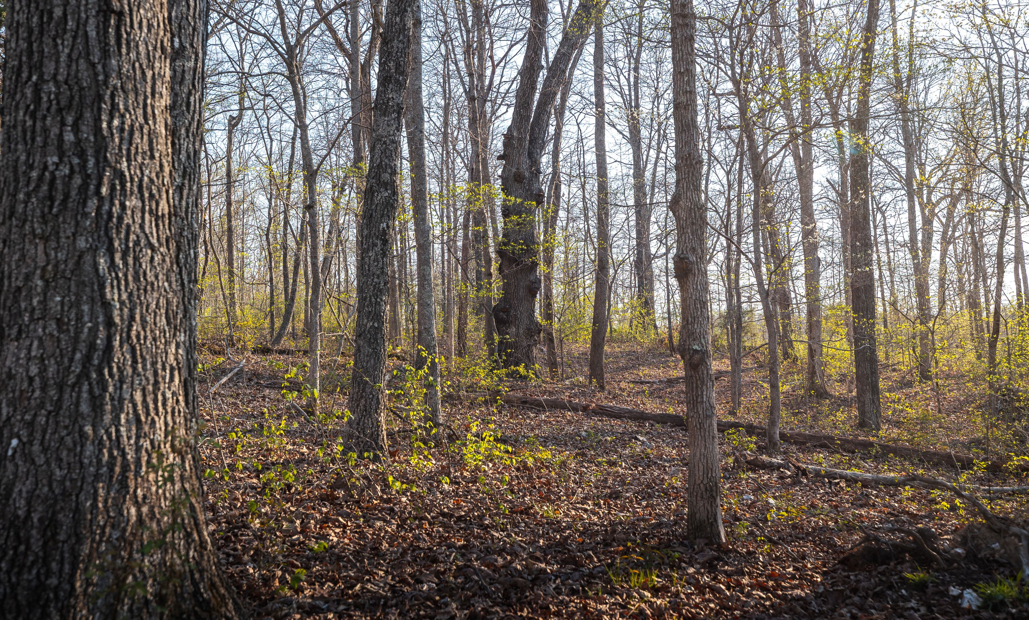 Meramec Paradise
