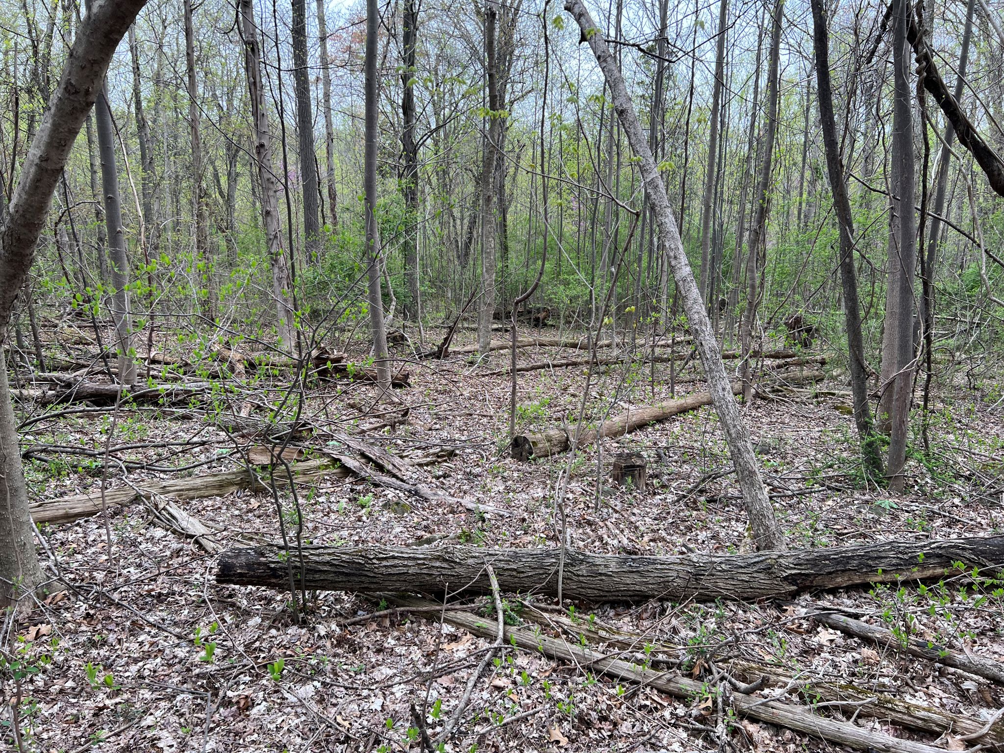 Etown Woodlands