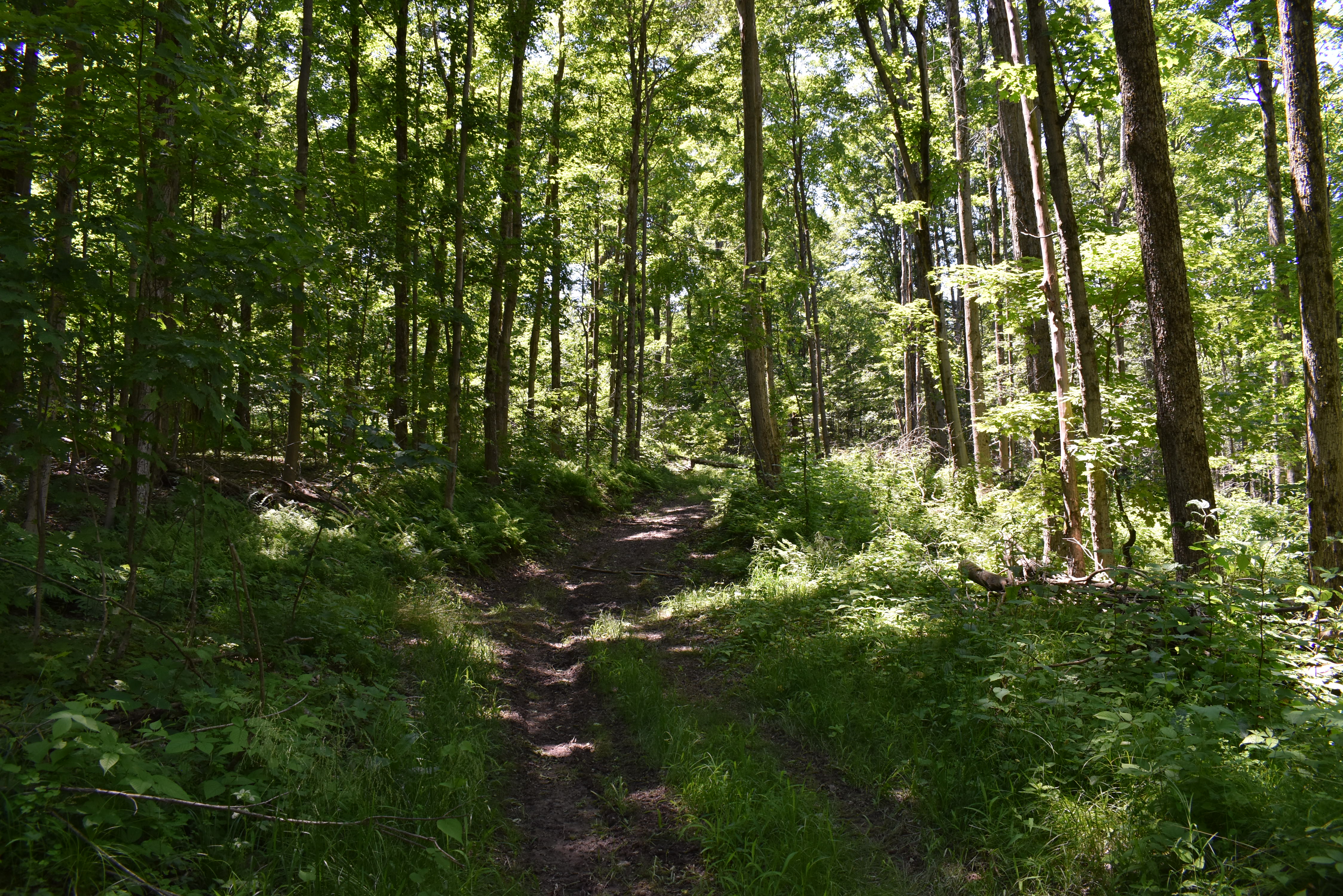 Fabulous Farrington Hollow