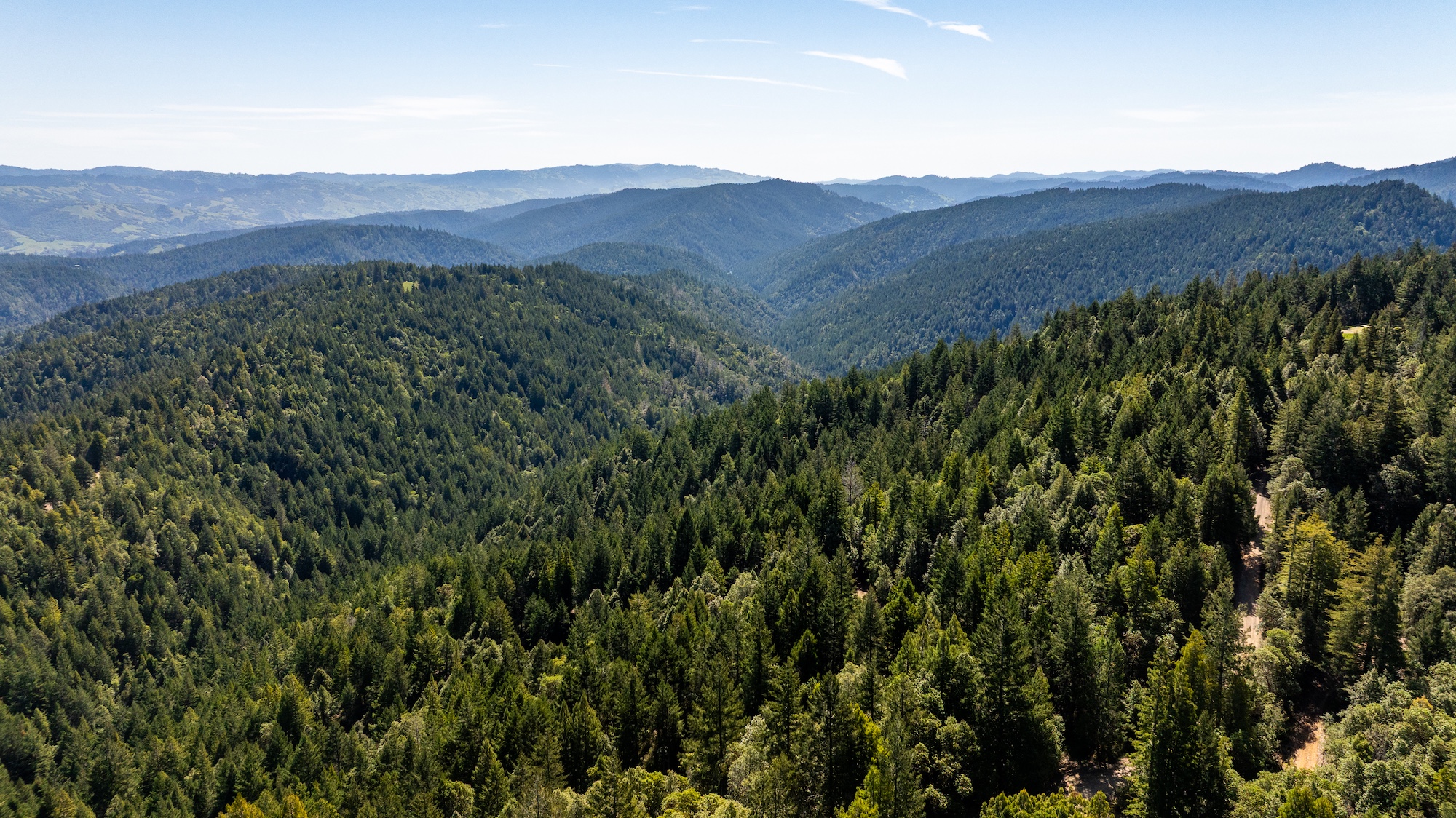 Redwood 1