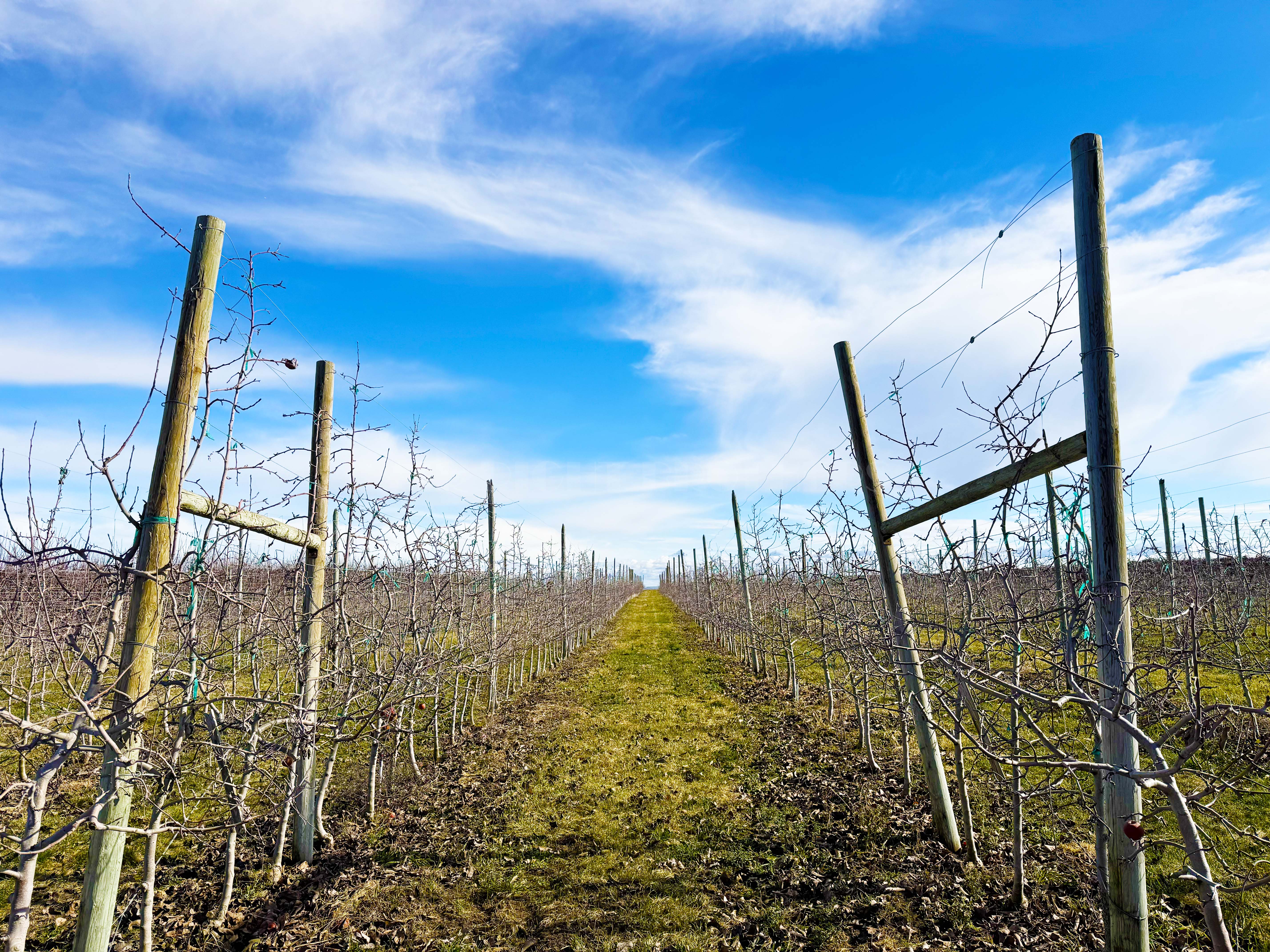 Best Price in County for Productive Orchard