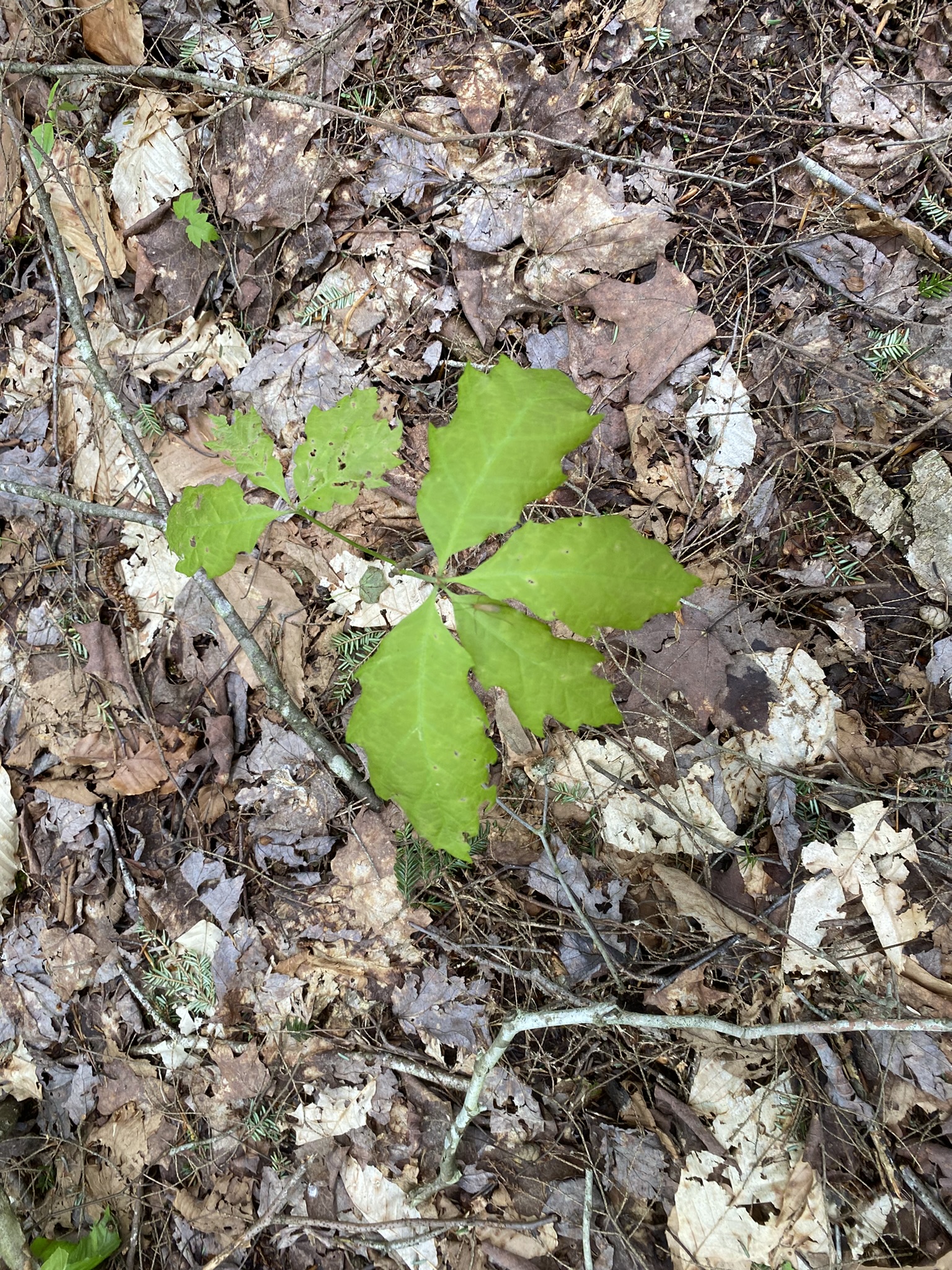 Little Salmon River Country