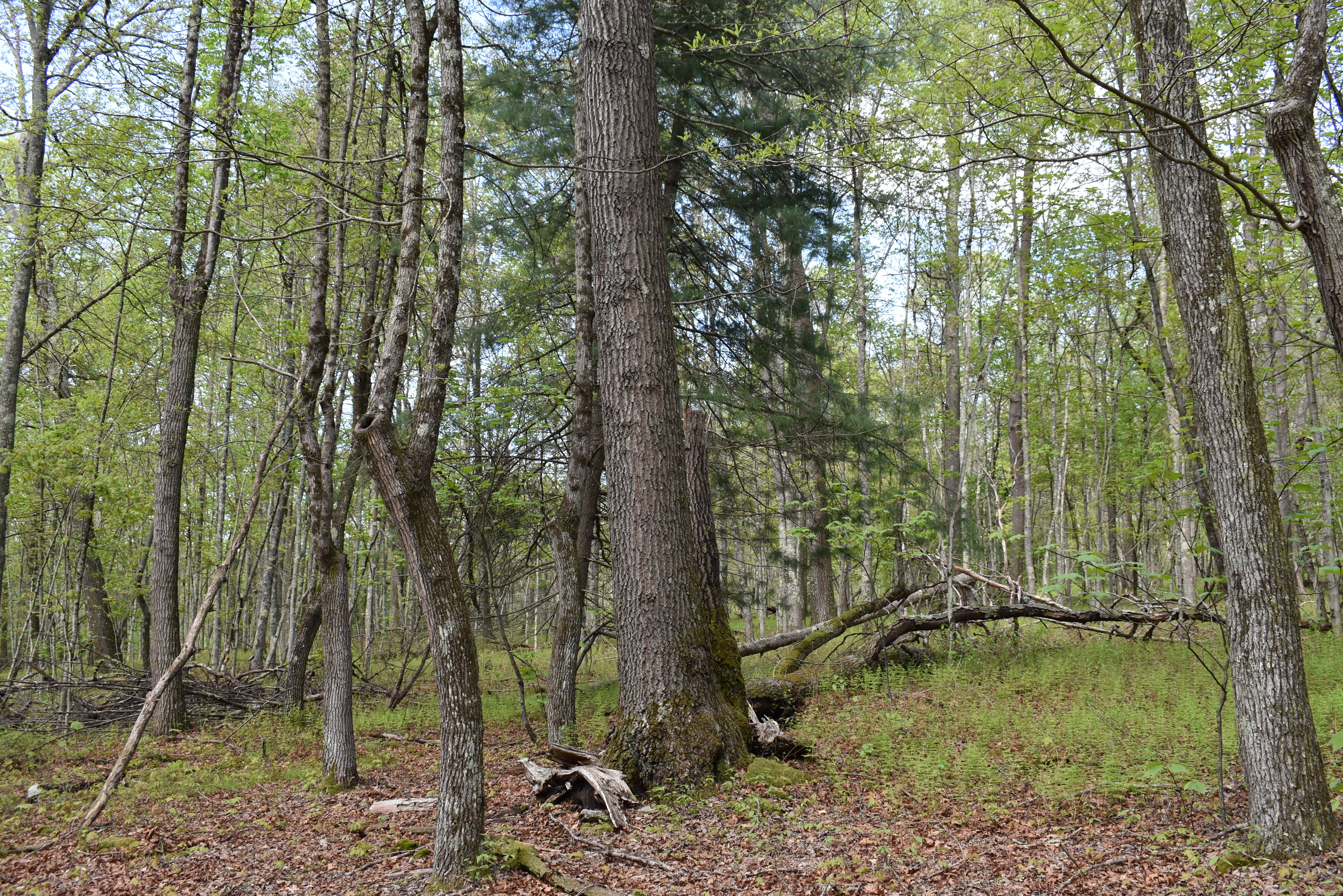 Grugan Hollow