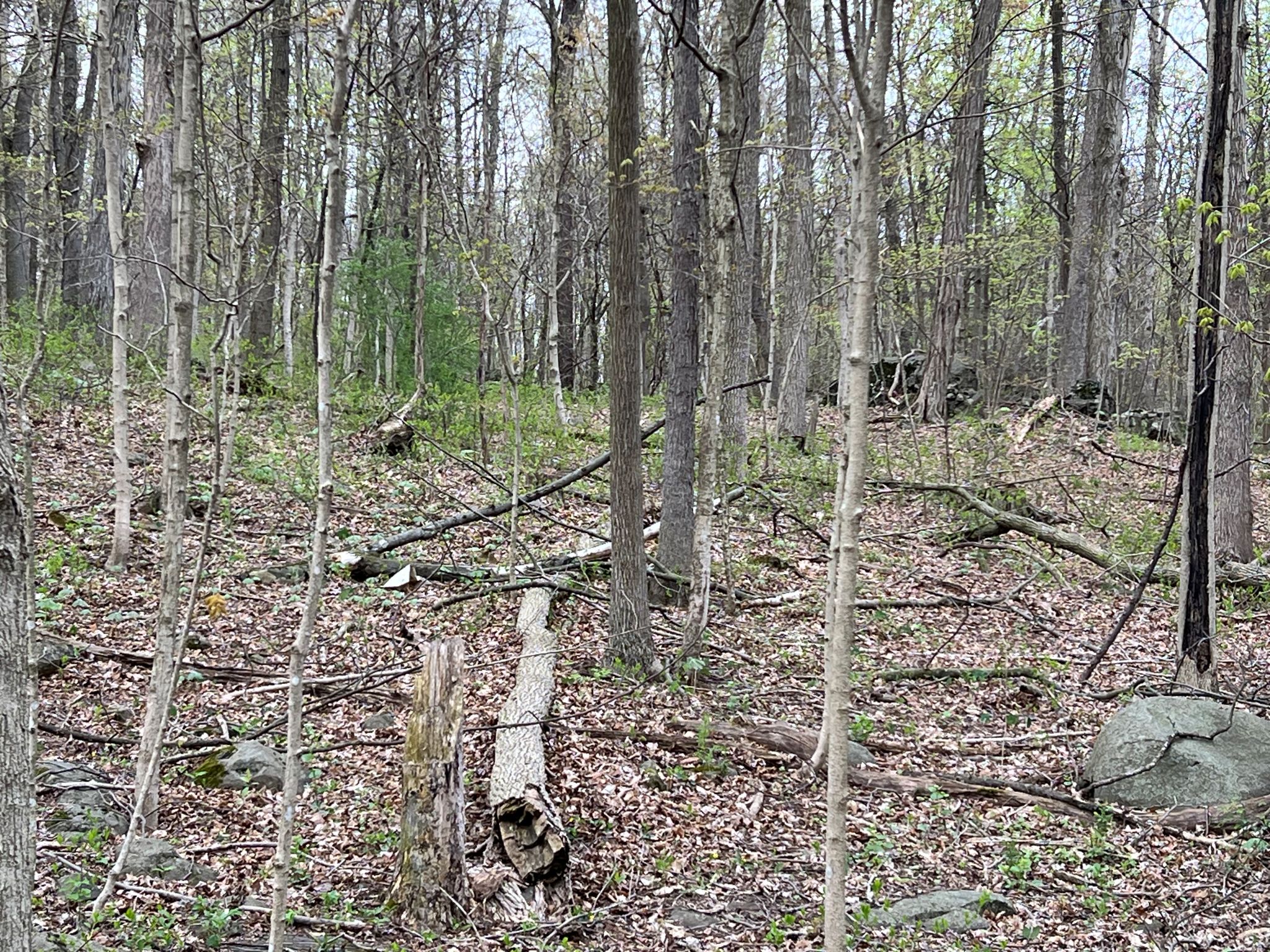 Etown Woodlands