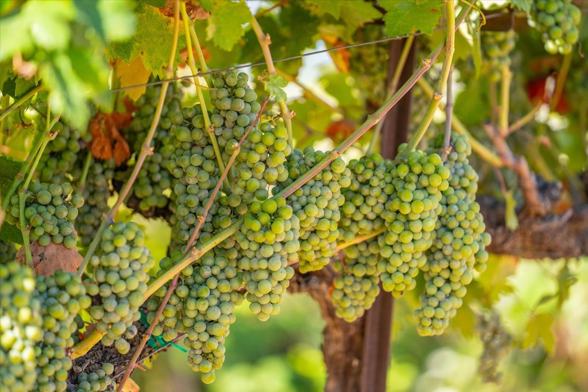 Alger Vineyards and More