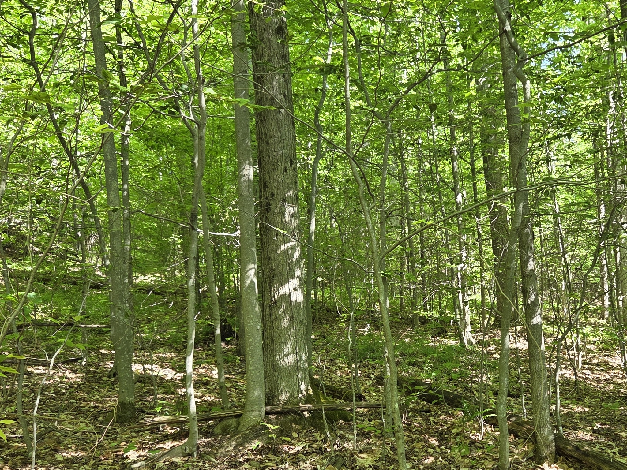 Listing Image 18