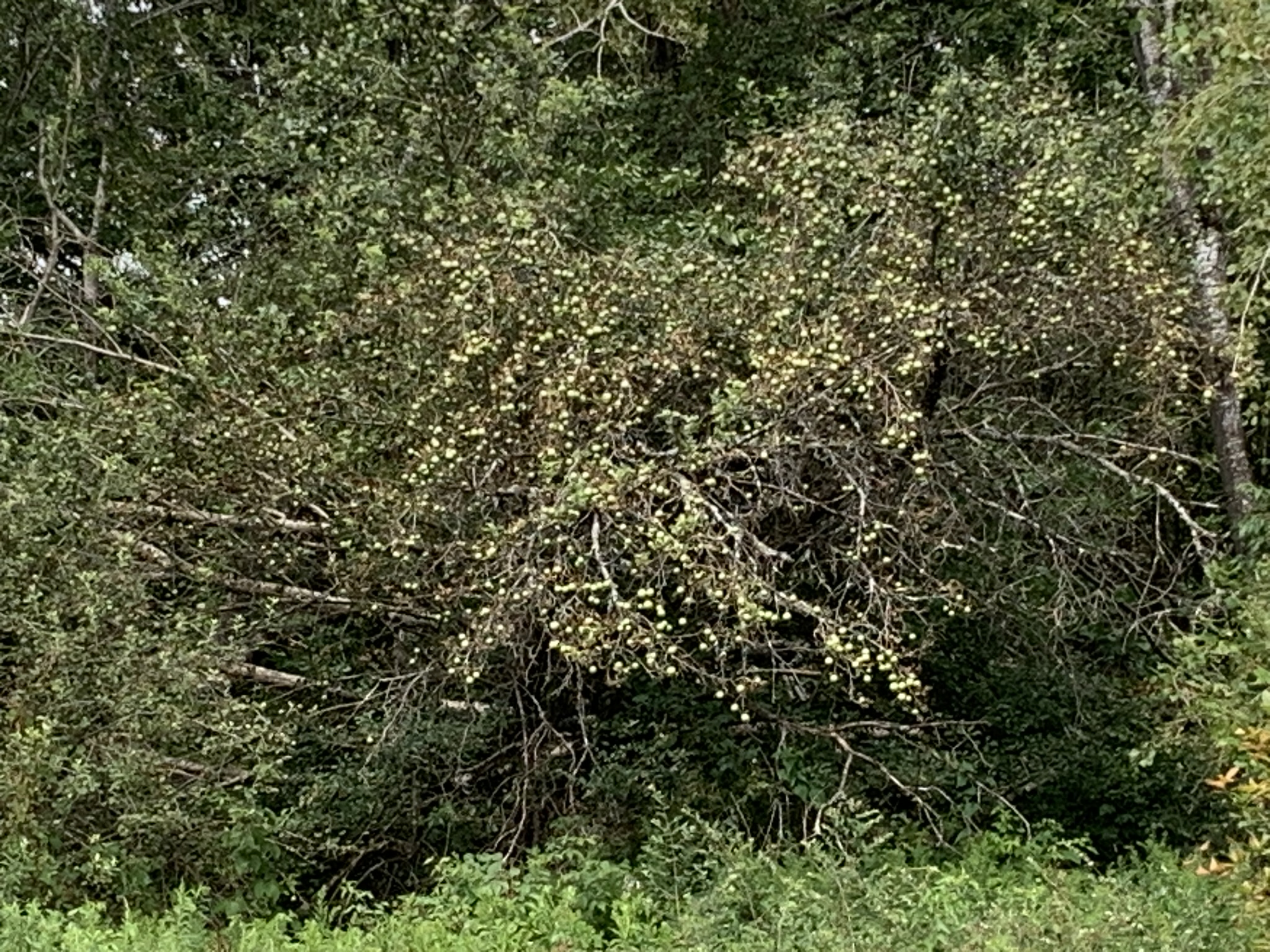 Lyman Brook Forest