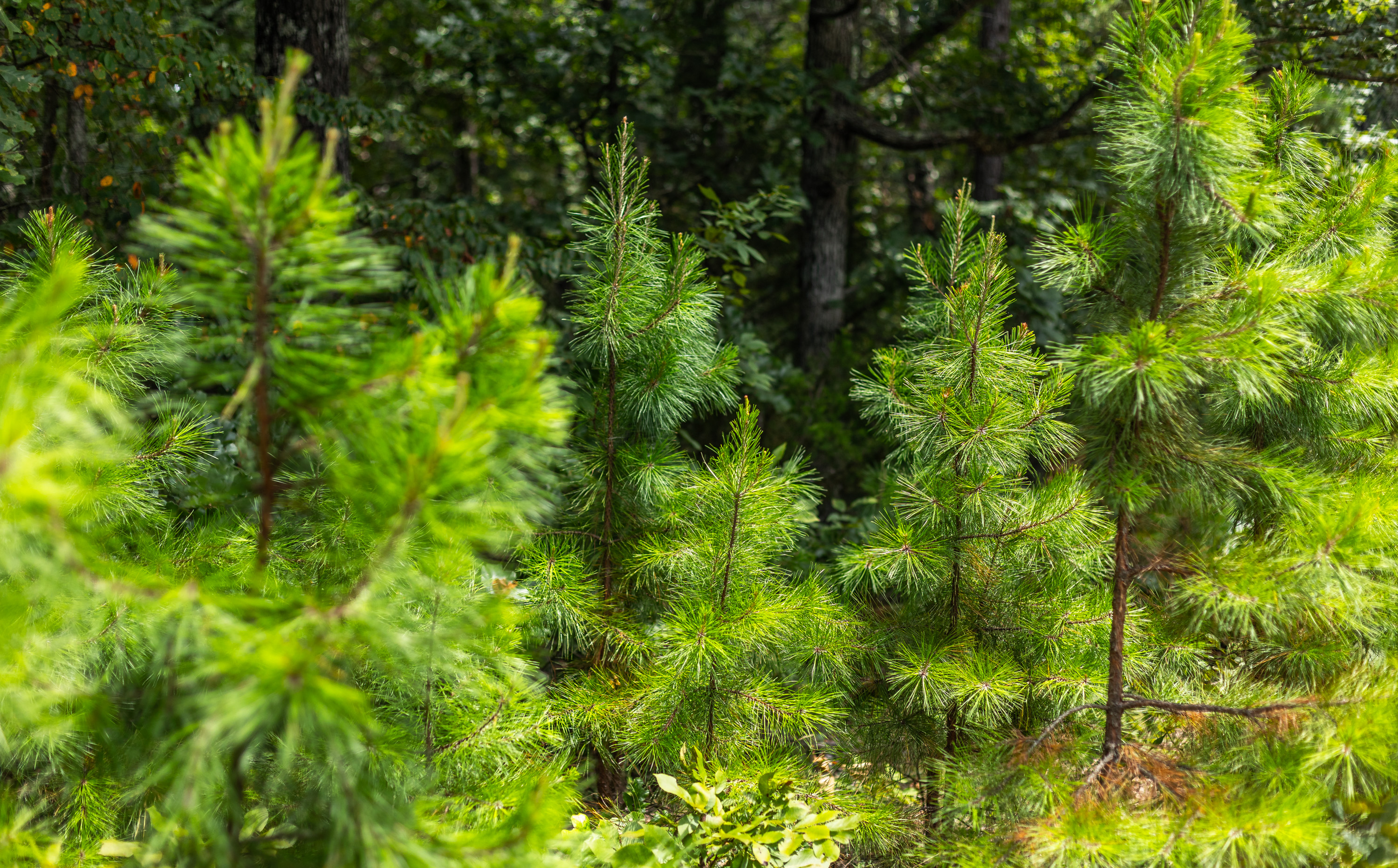 Black Bear Pines