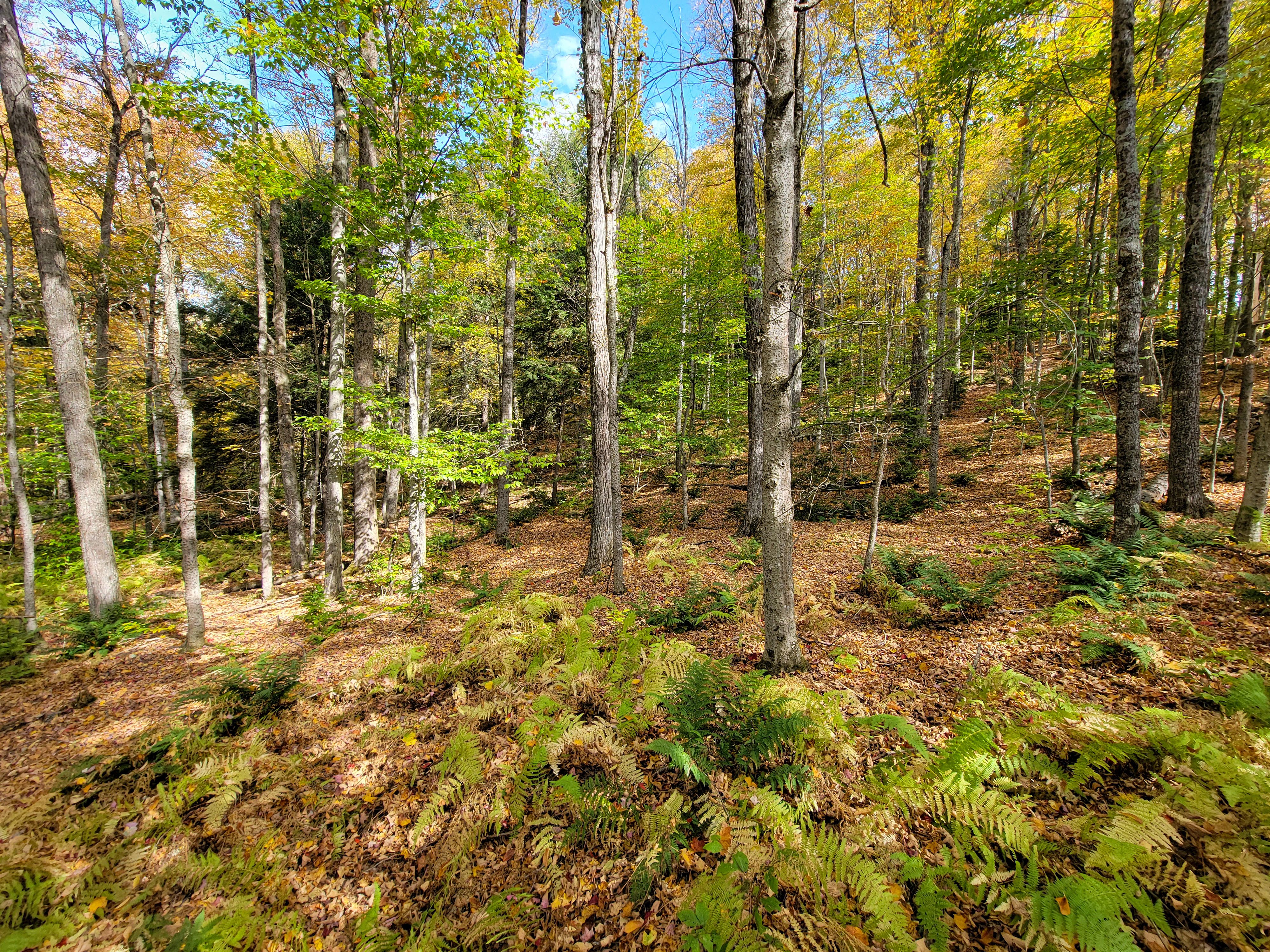 Listing Image 52