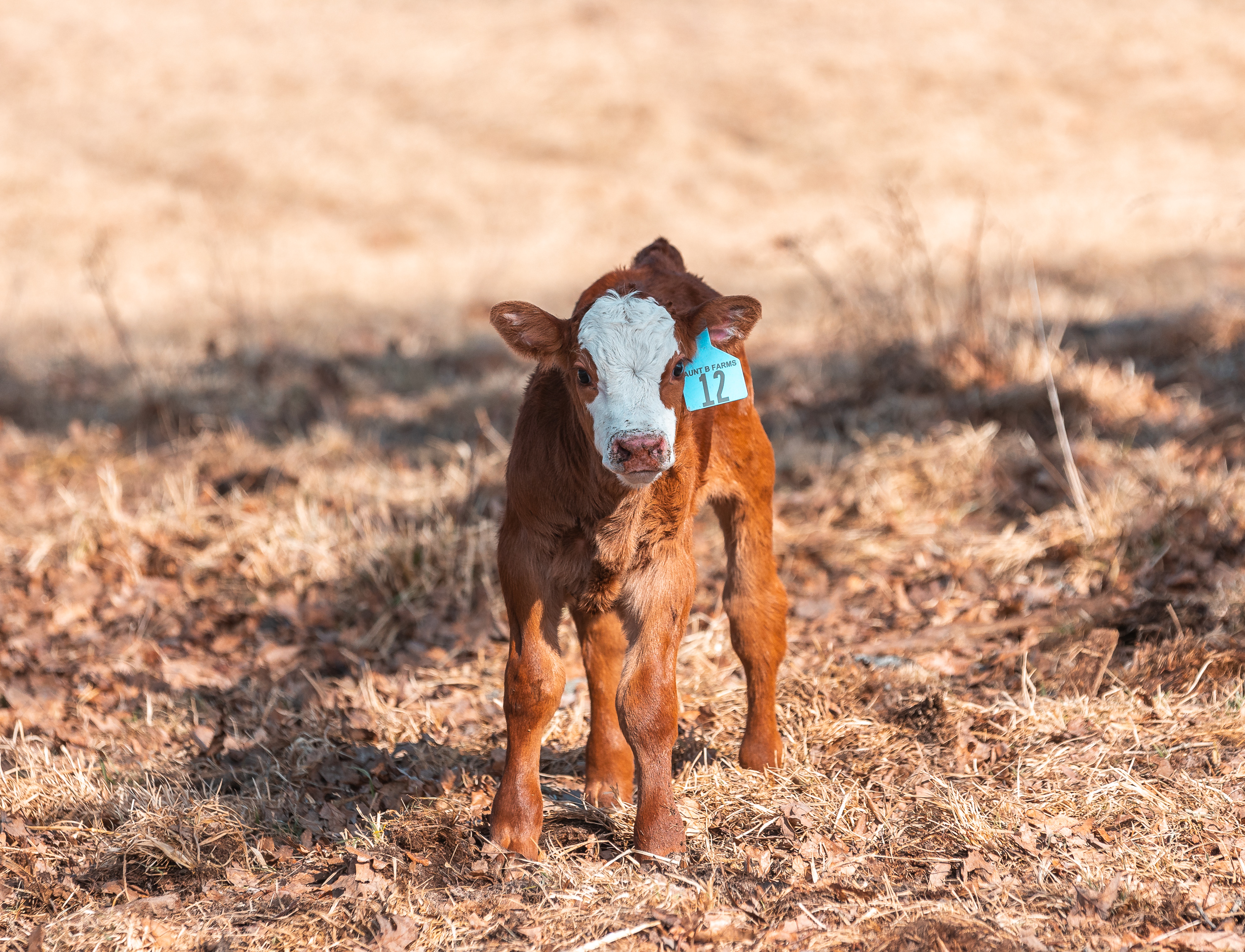 Gasconade Angus Ranch