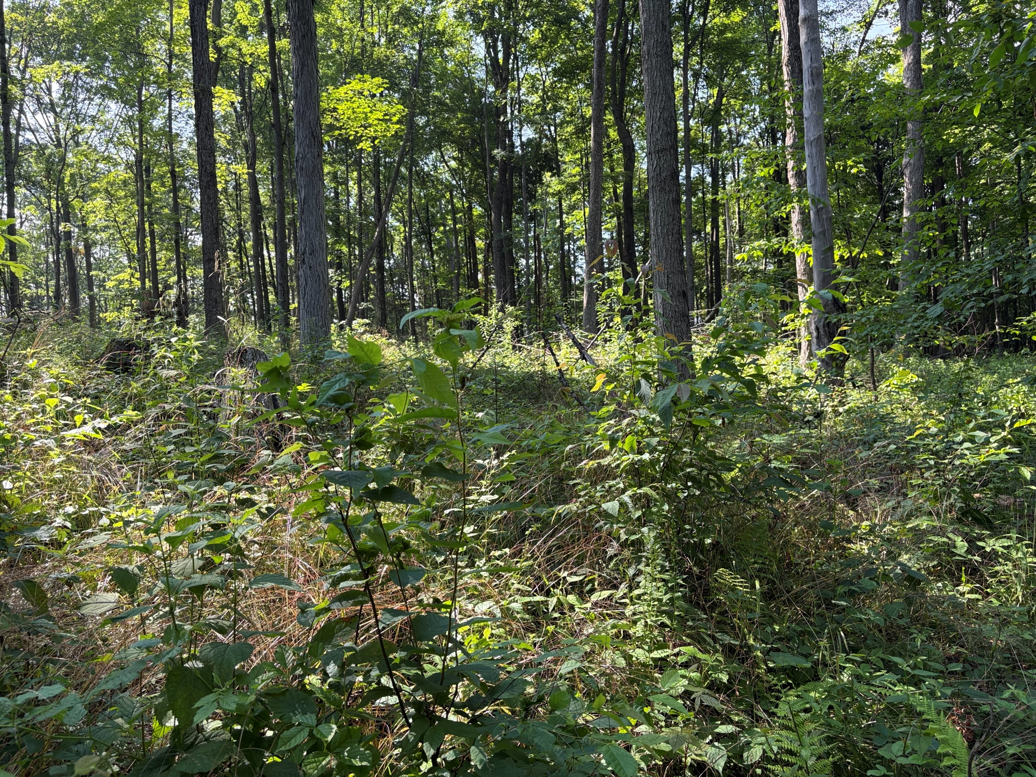 Listing Image 13