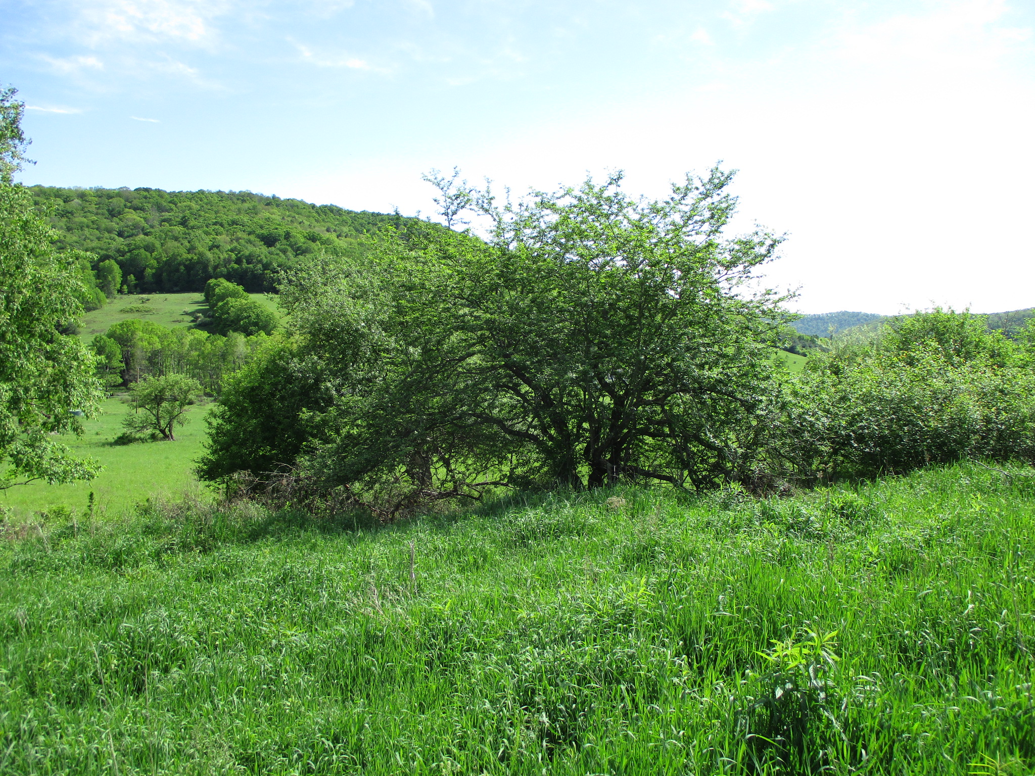 Long View Acres