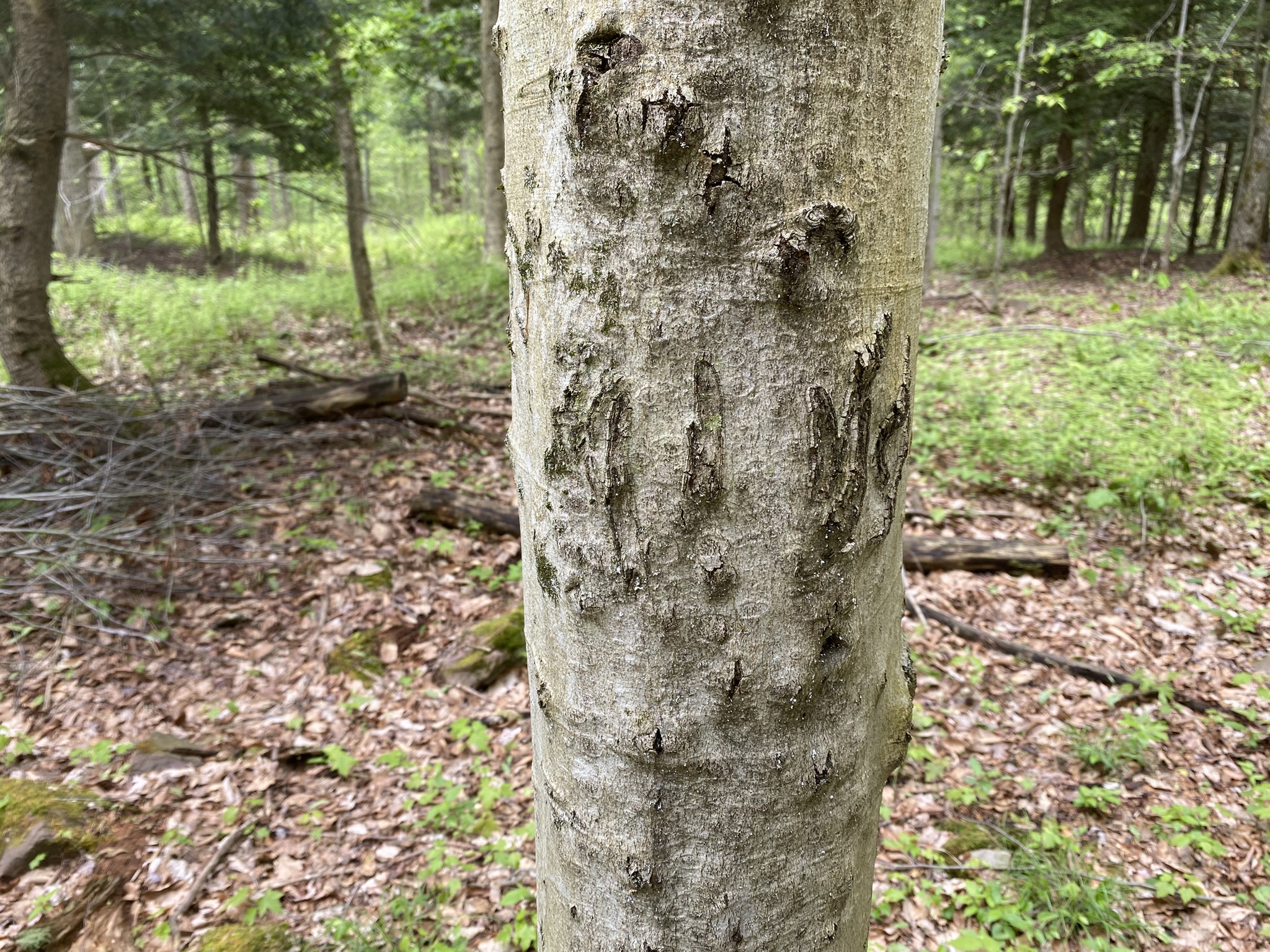 Little Salmon River Country