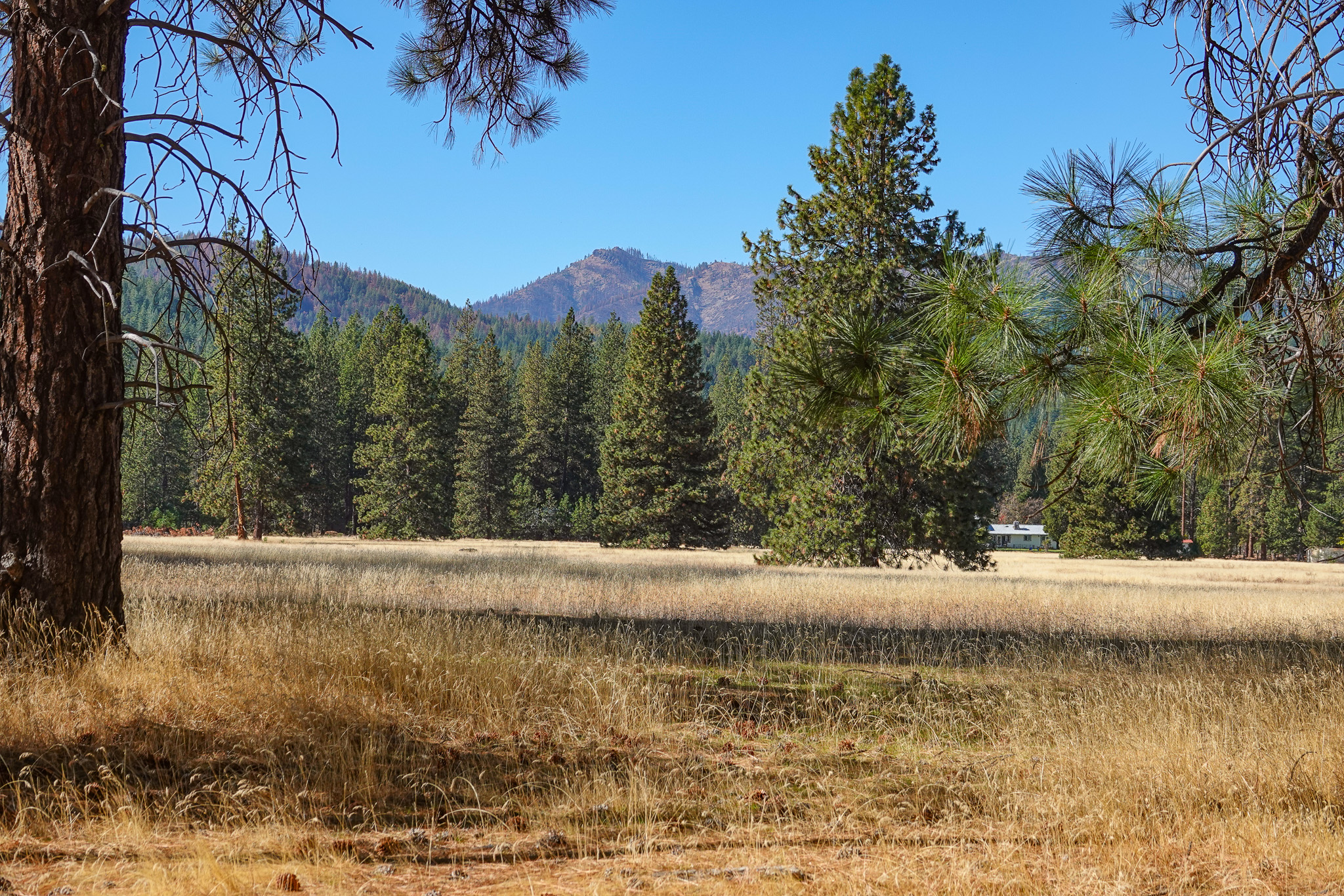 Mountain View Meadow