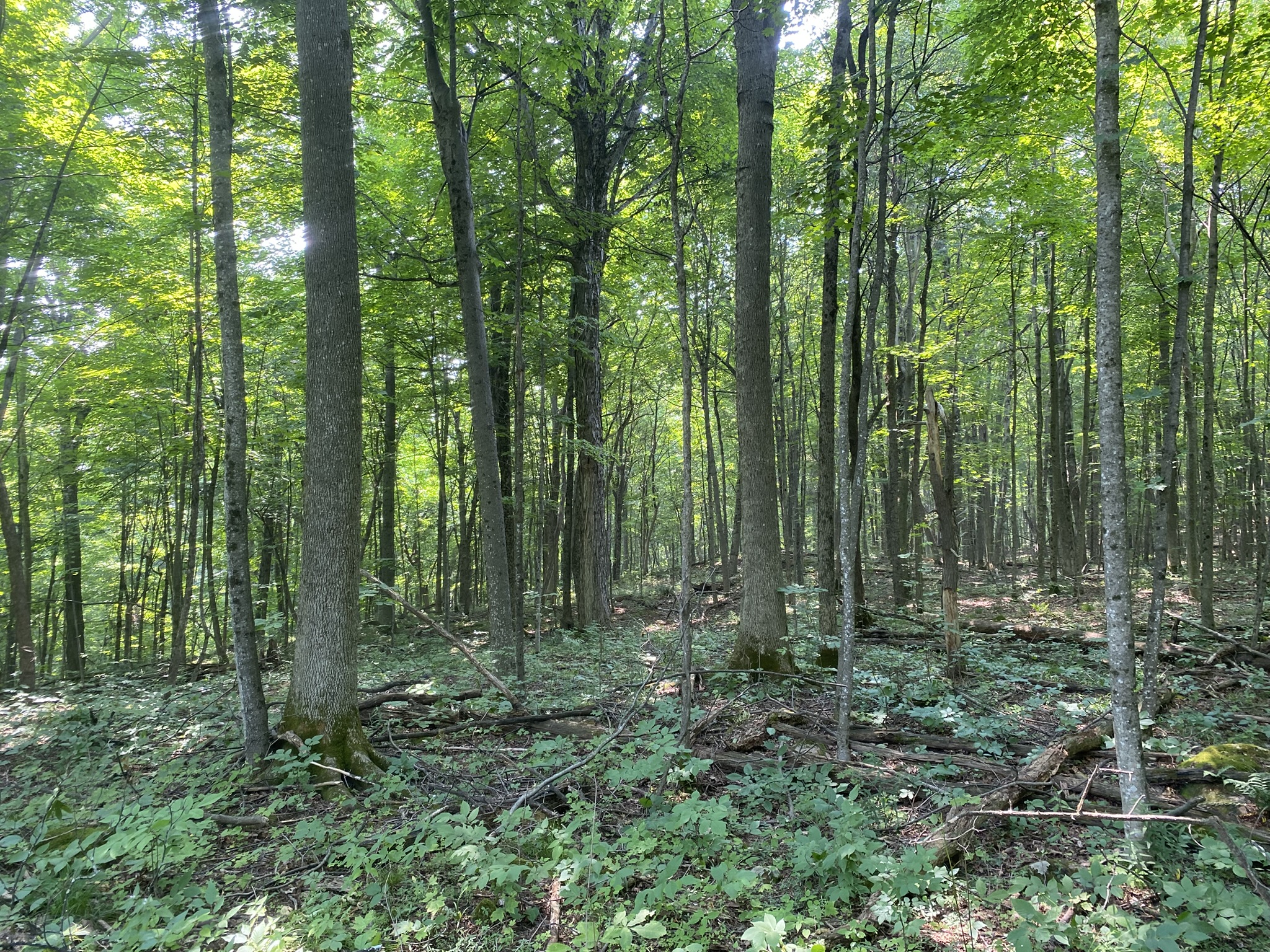 Listing Image 95
