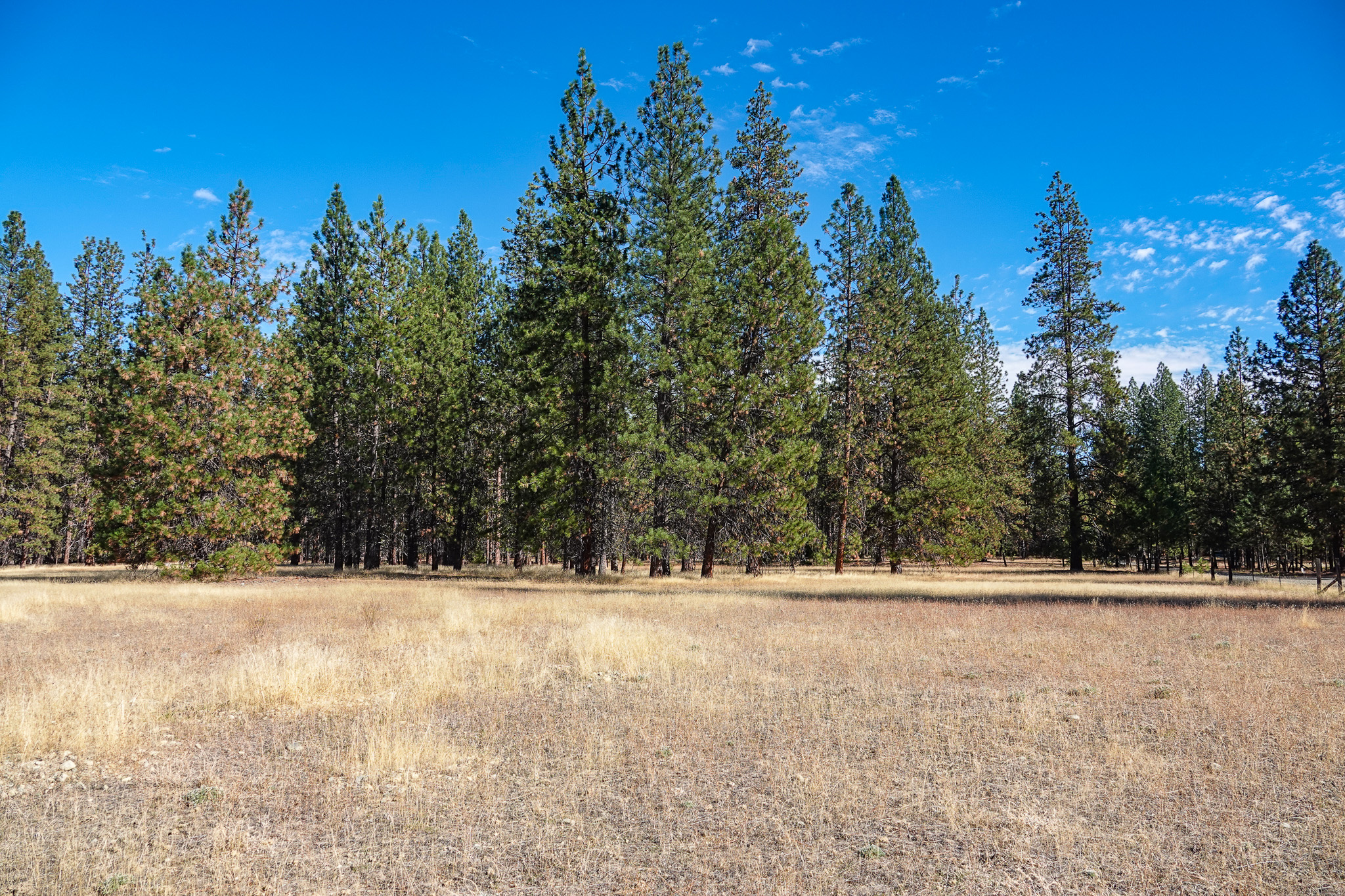 Mountain View Meadow