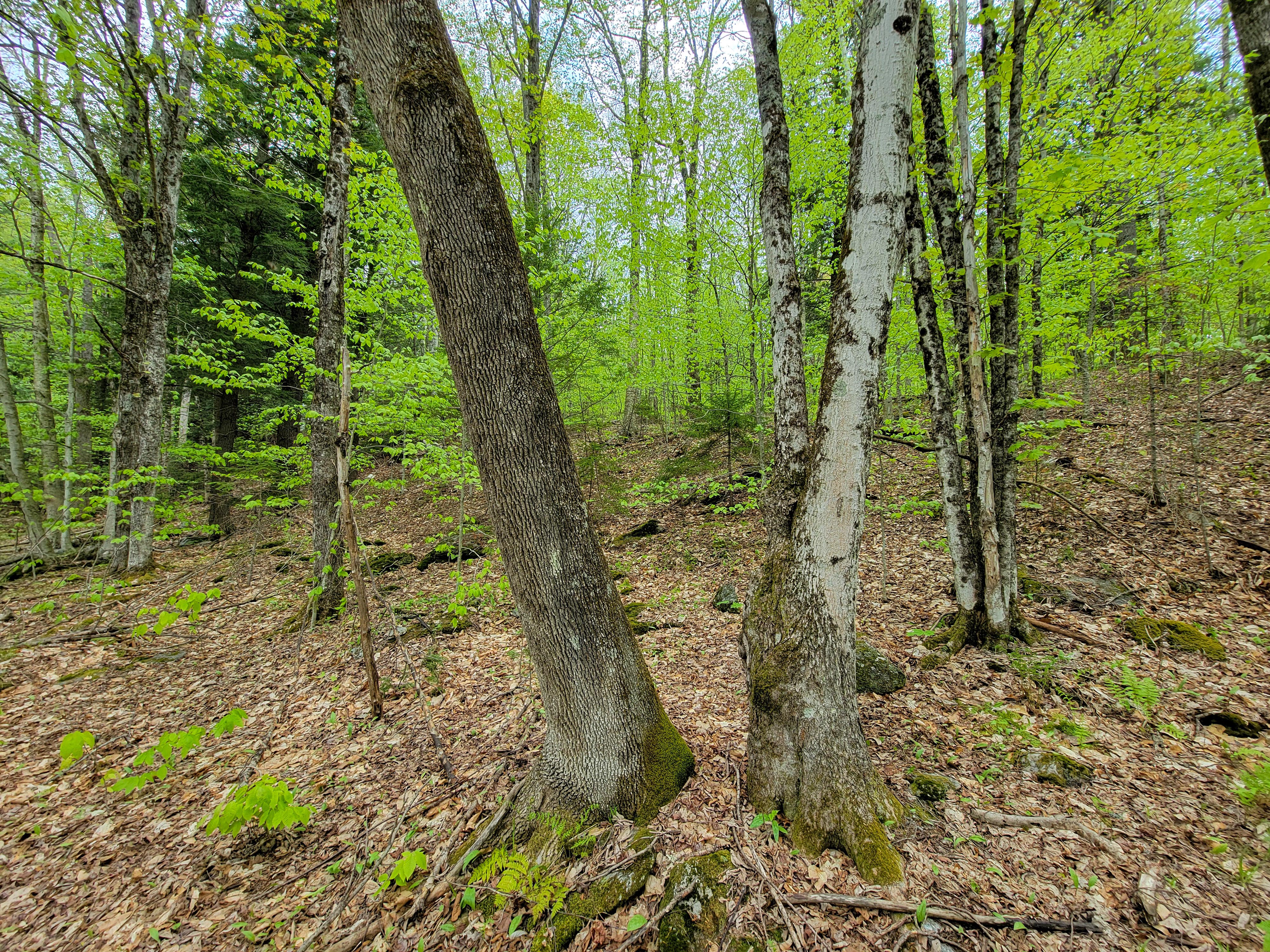 Listing Image 49