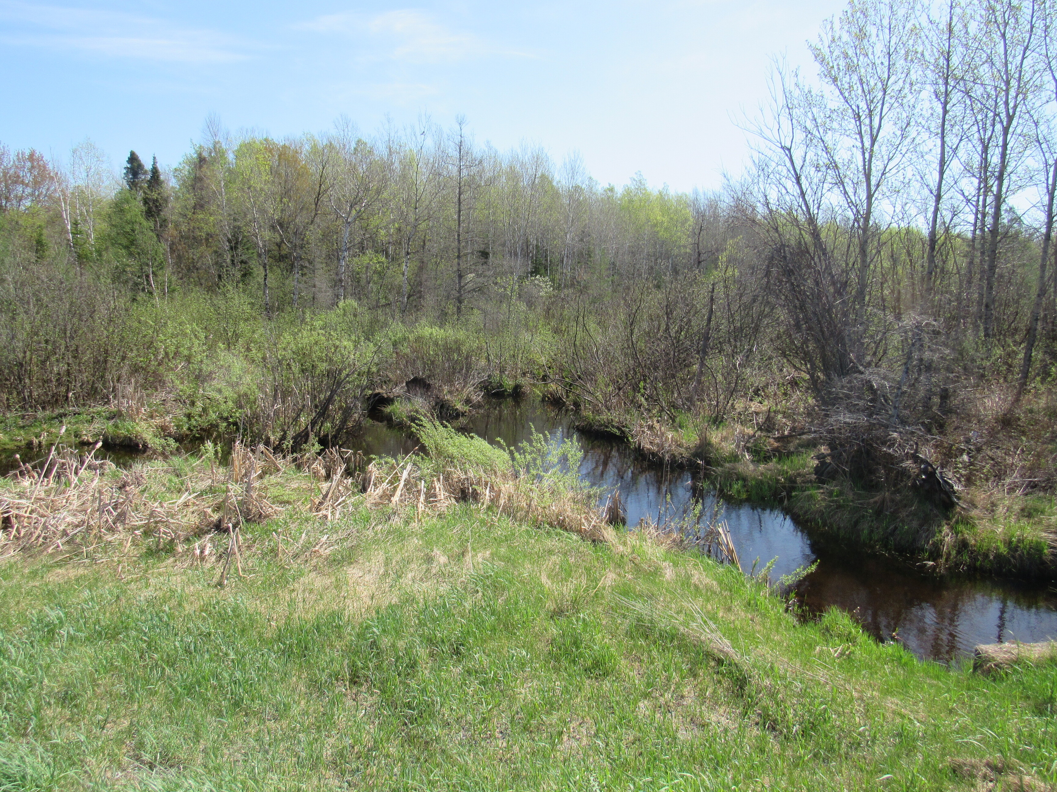 288 +/- Wooded Acreage 50175744