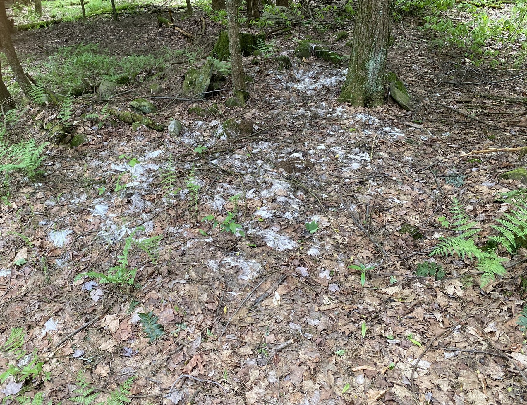 Little Salmon River Country