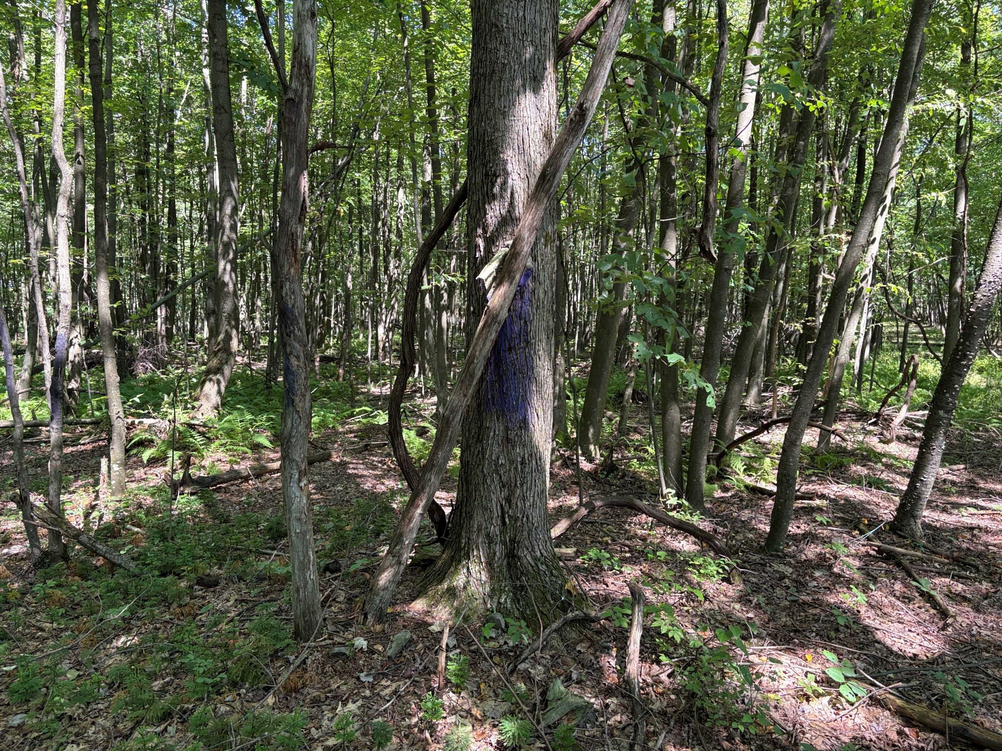 Listing Image 26