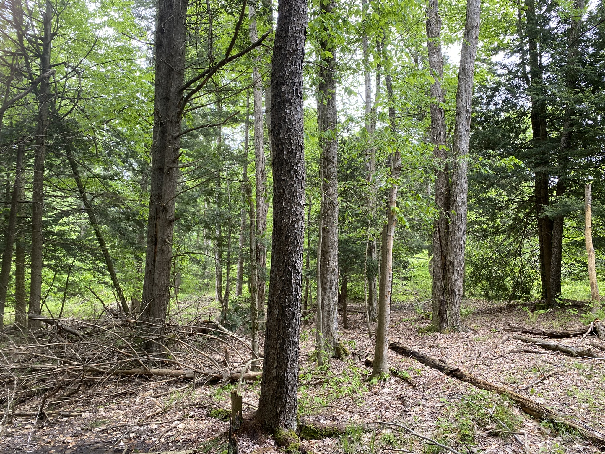 Little Salmon River Country