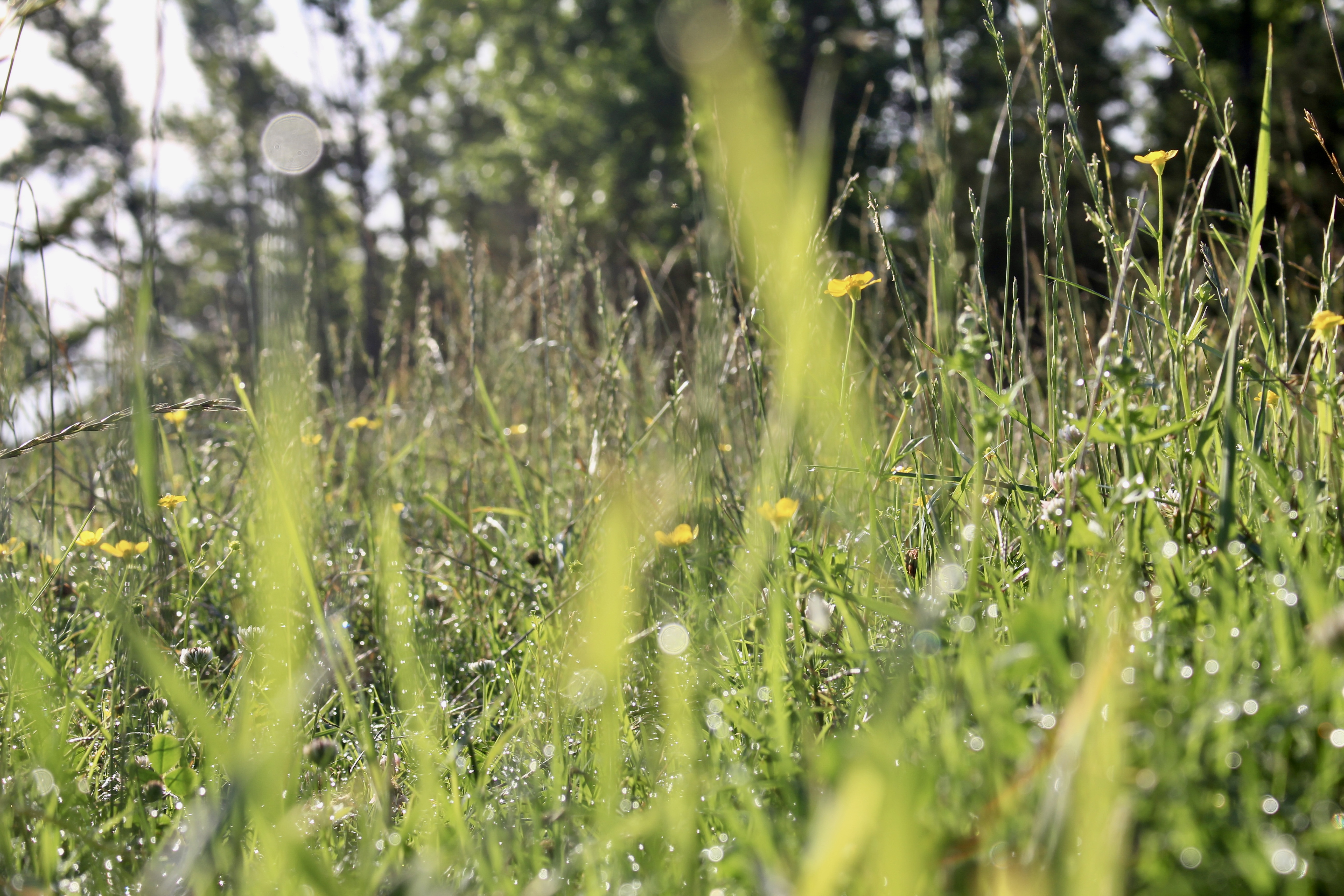 River Valley Rotational Grazing