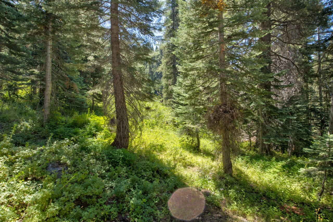 Sequoia High Sierra Camp