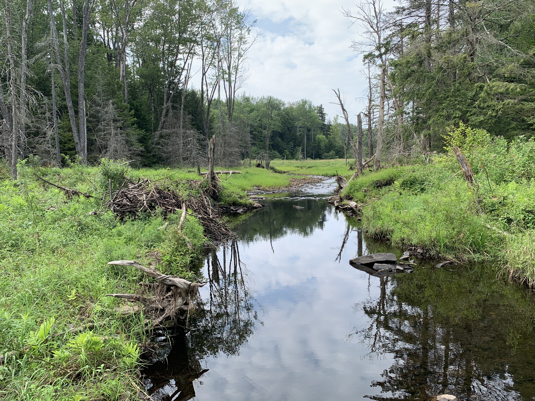 Lyman Brook Forest