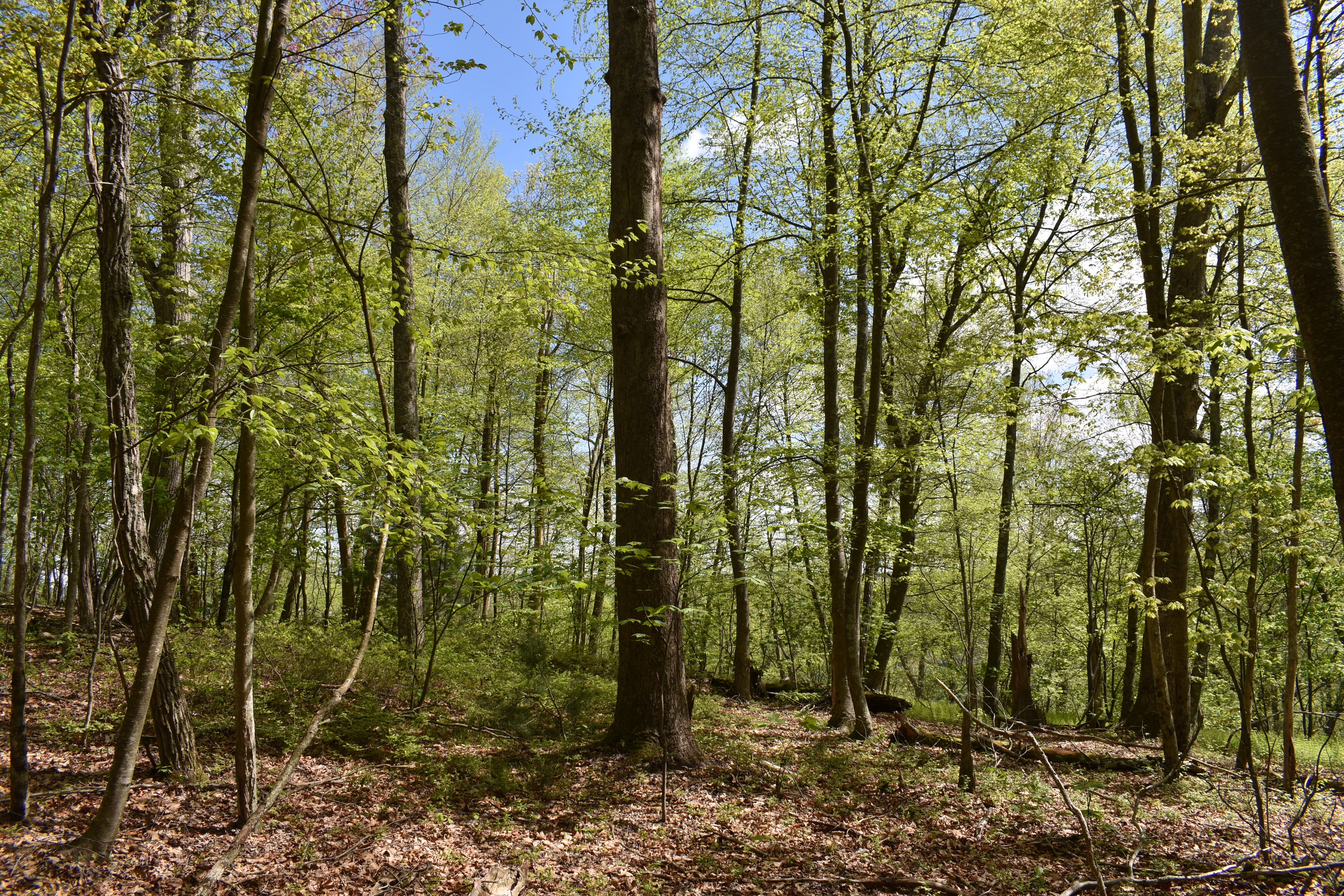 Grugan Hollow