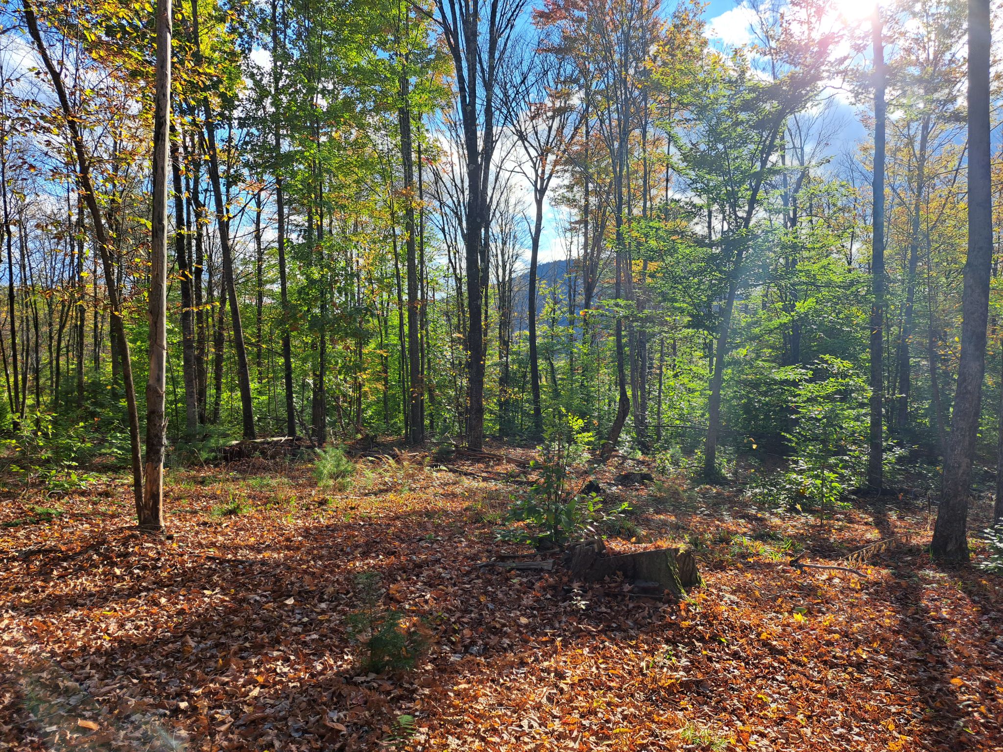 Hudson River Woods & Water