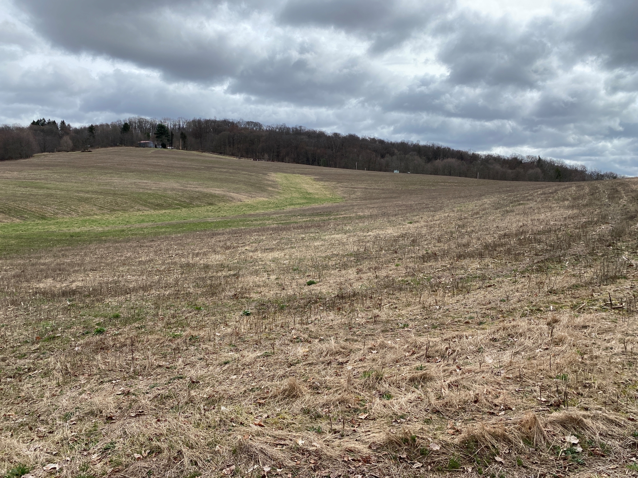 Mark's Meadow