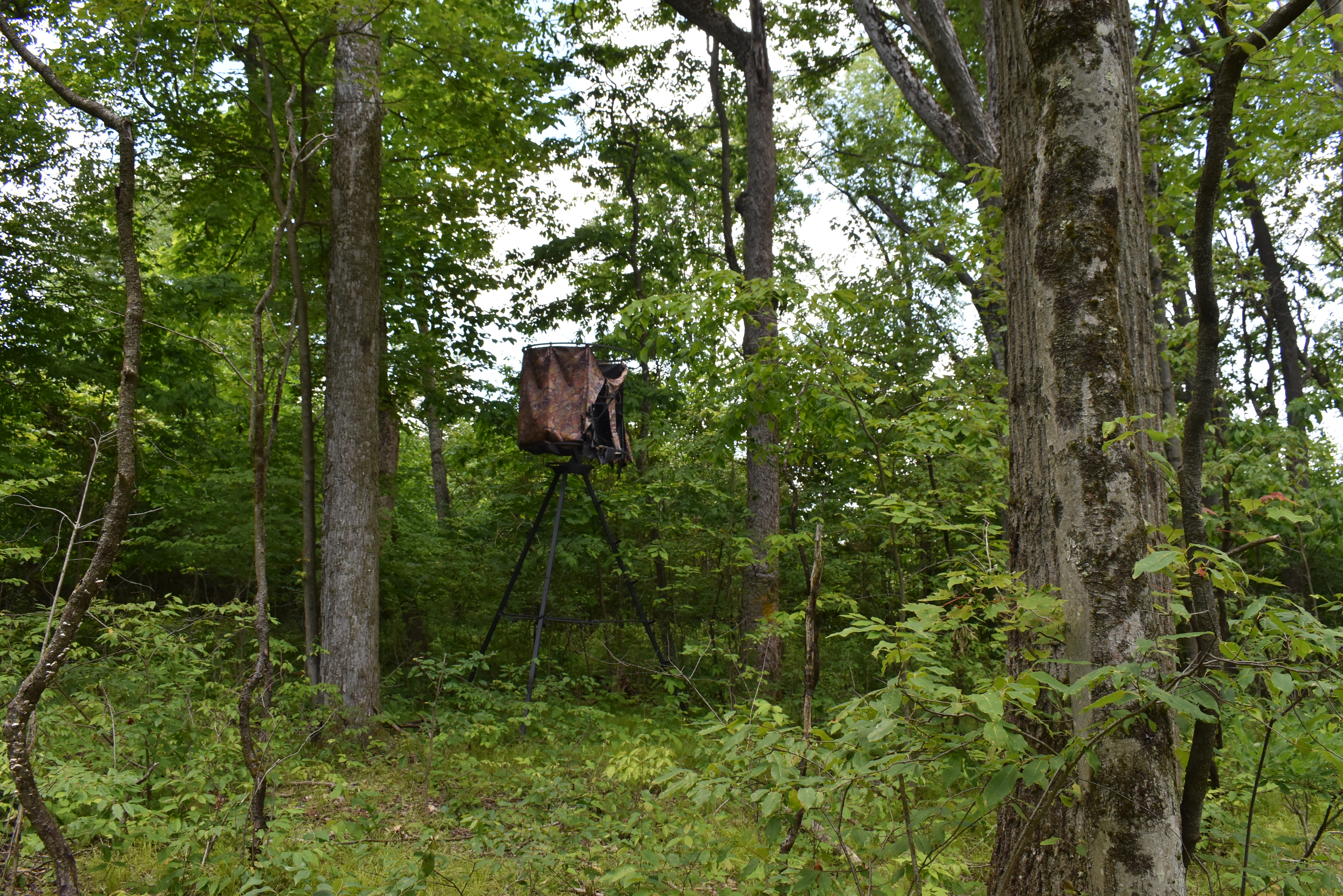 Listing Image 4