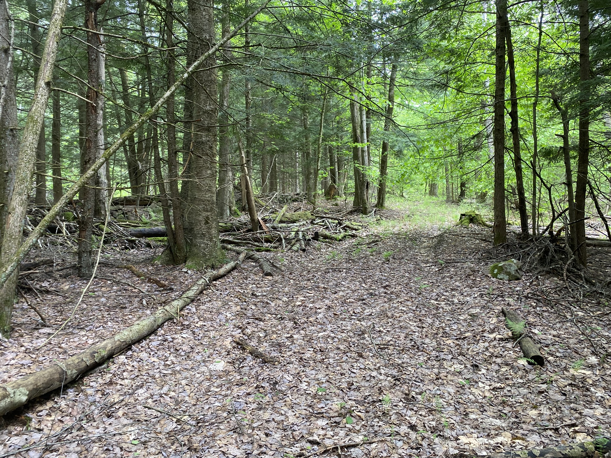 Little Salmon River Country