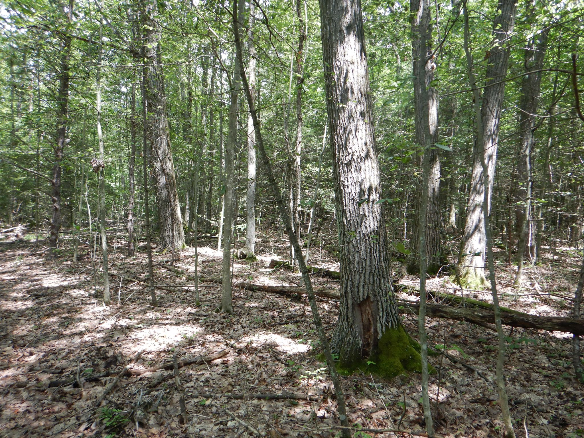 Chaffee Creek