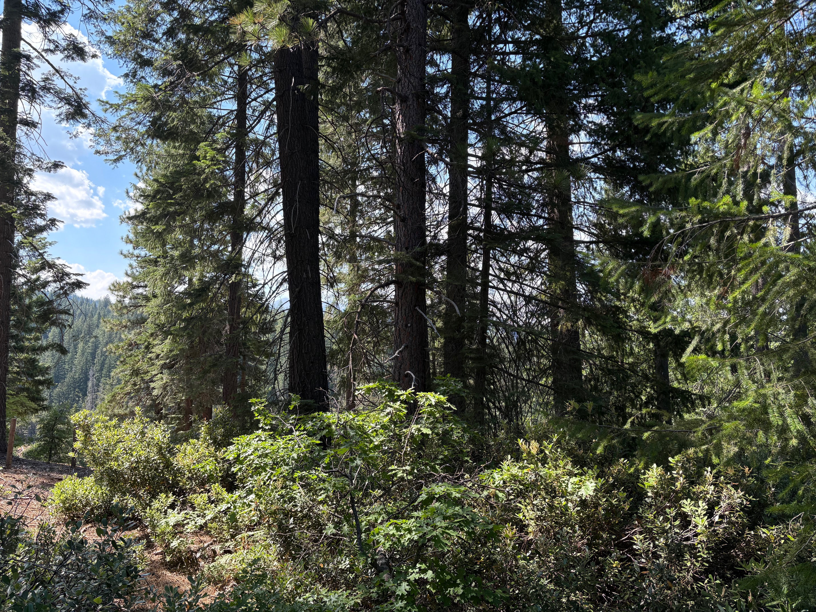 40 Acres Siskiyou 420