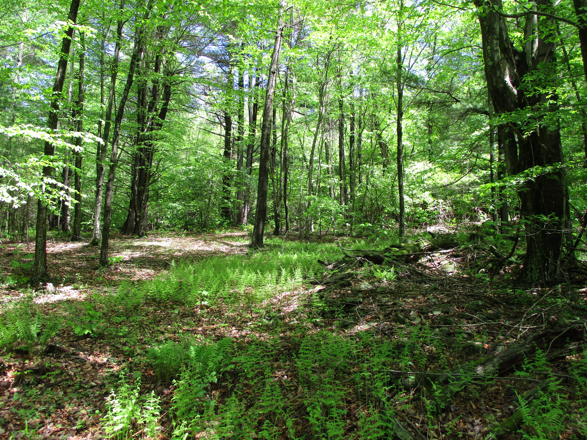 Legacy Land and Cabin