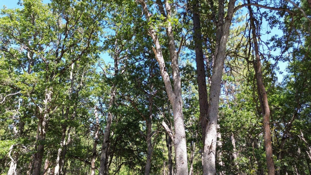 Listing Image 20