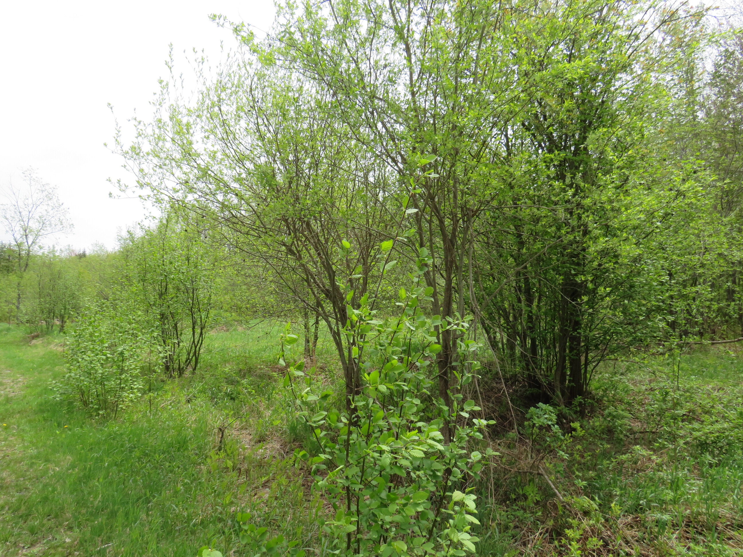 Michigan Recreational Property 50165363