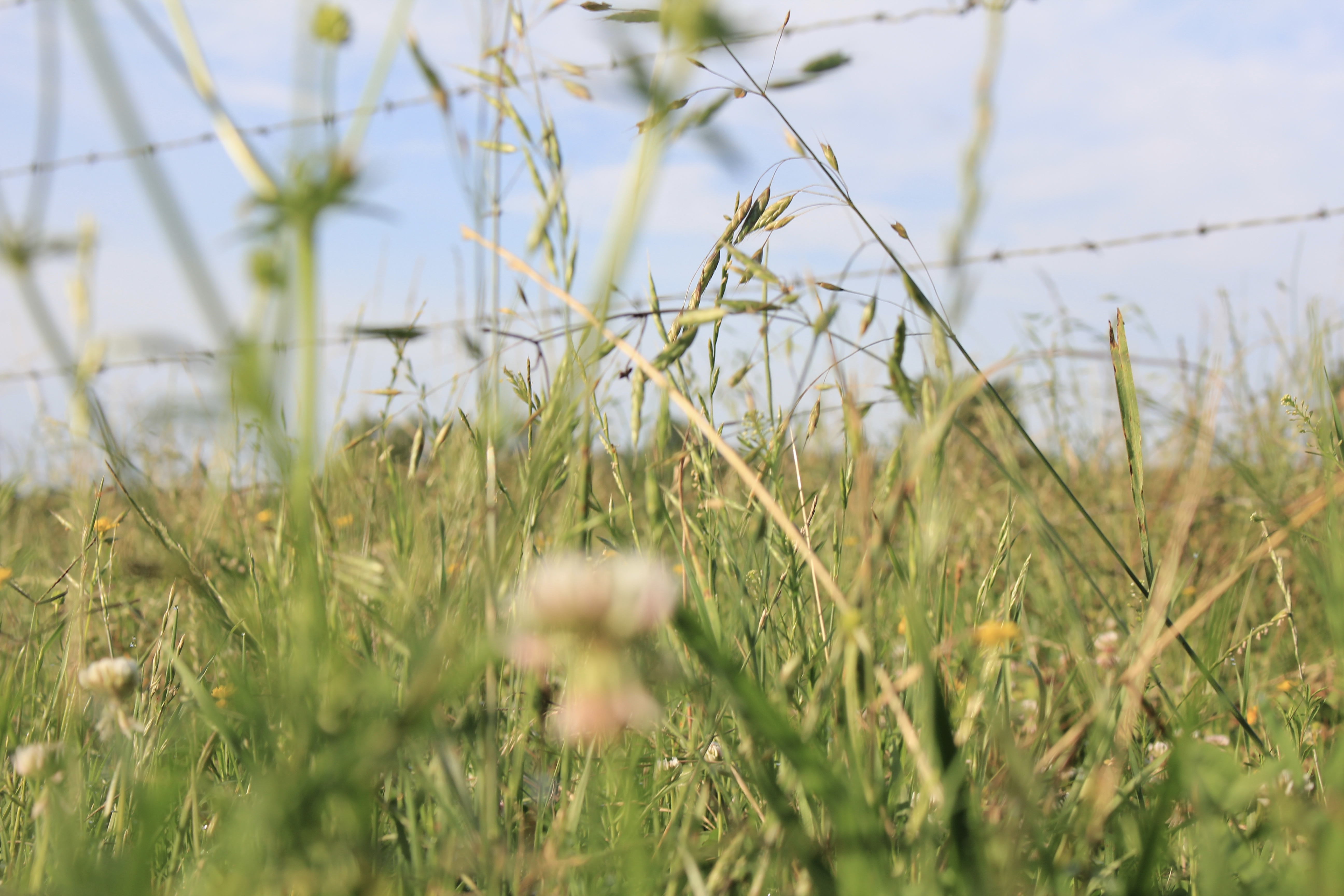 River Valley Rotational Grazing