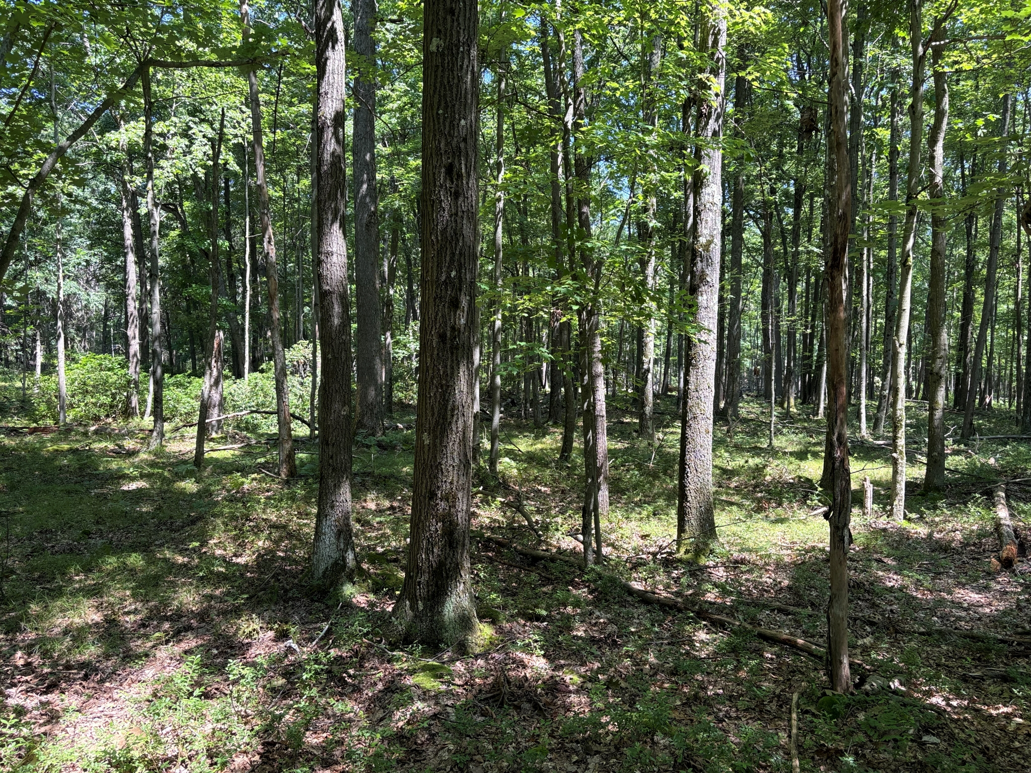 Listing Image 50