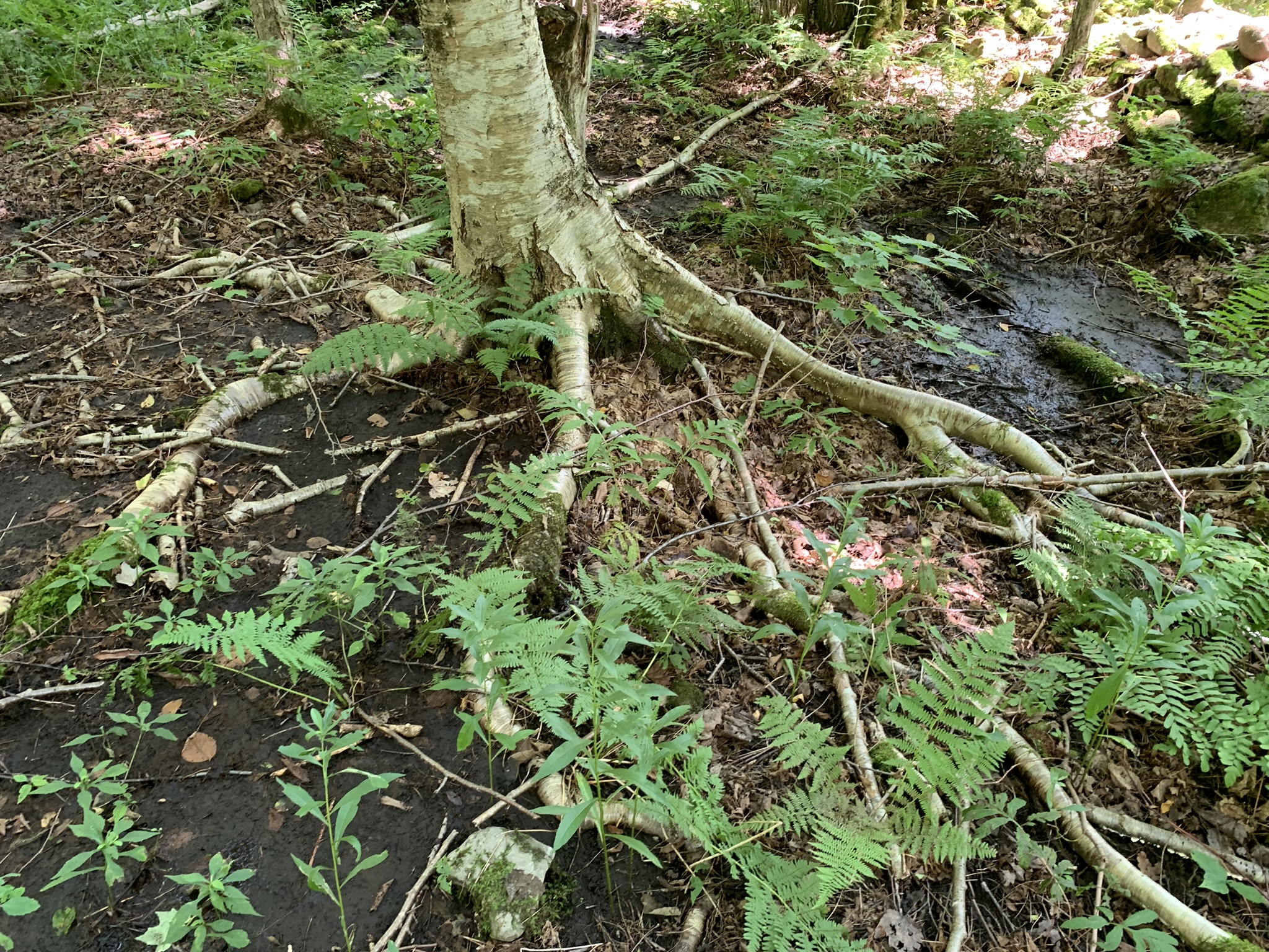 Lyman Brook Forest