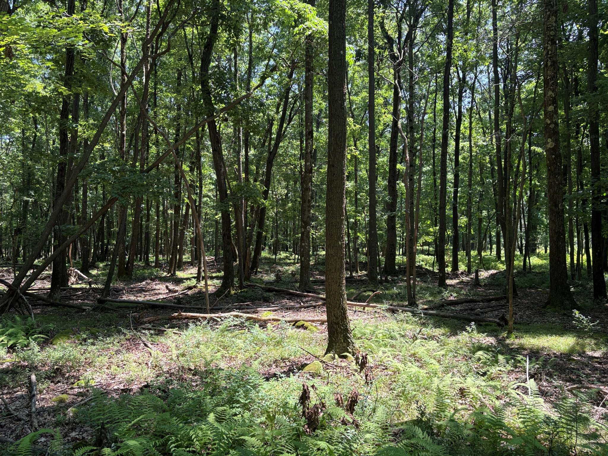 Listing Image 52