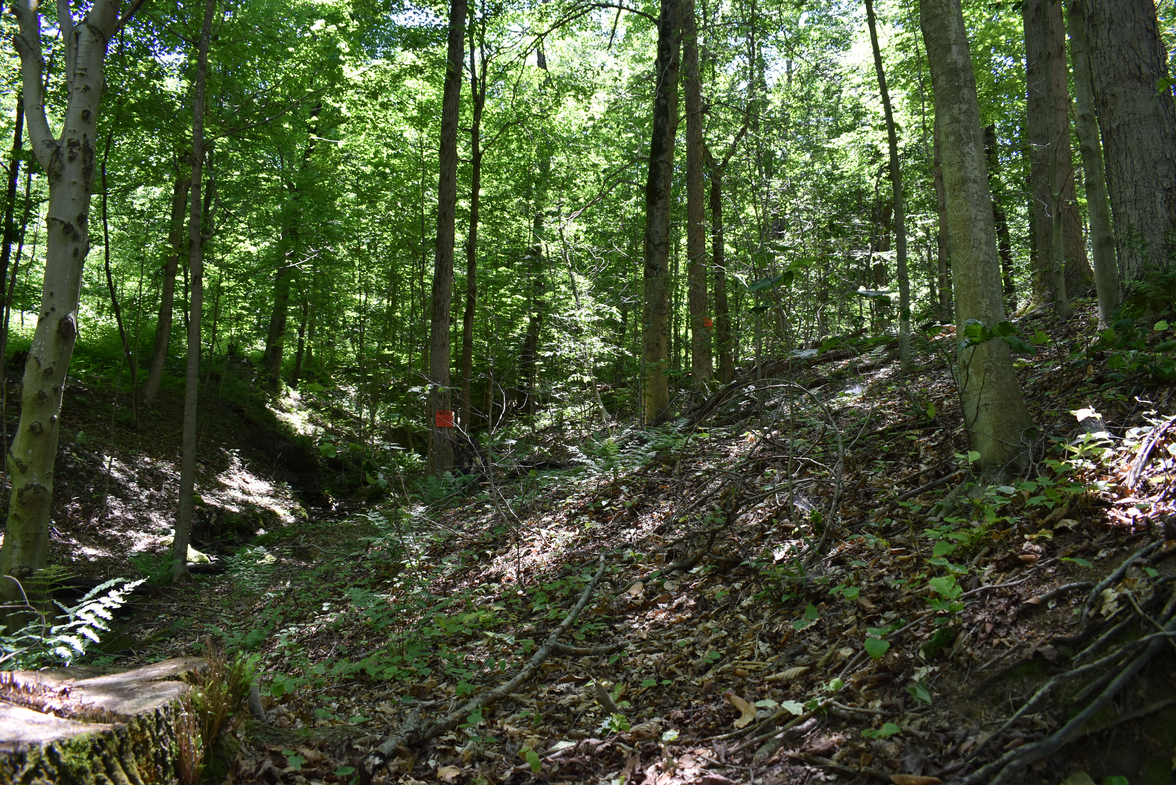 Fabulous Farrington Hollow
