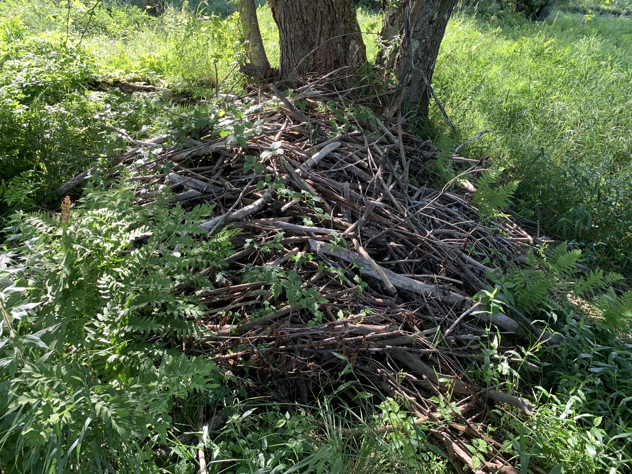 Middle Branch of the Oswegatchie