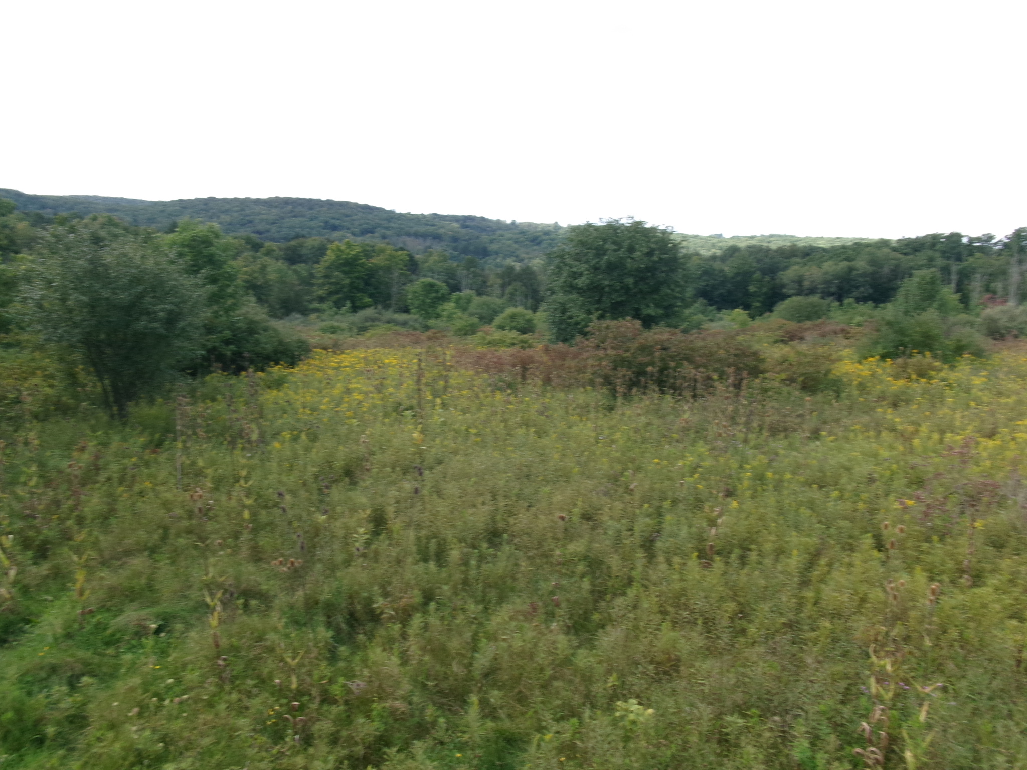 Listing Image 48