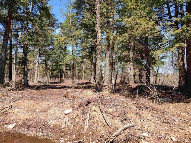 Michigan 40 Acre Wilderness 50175053