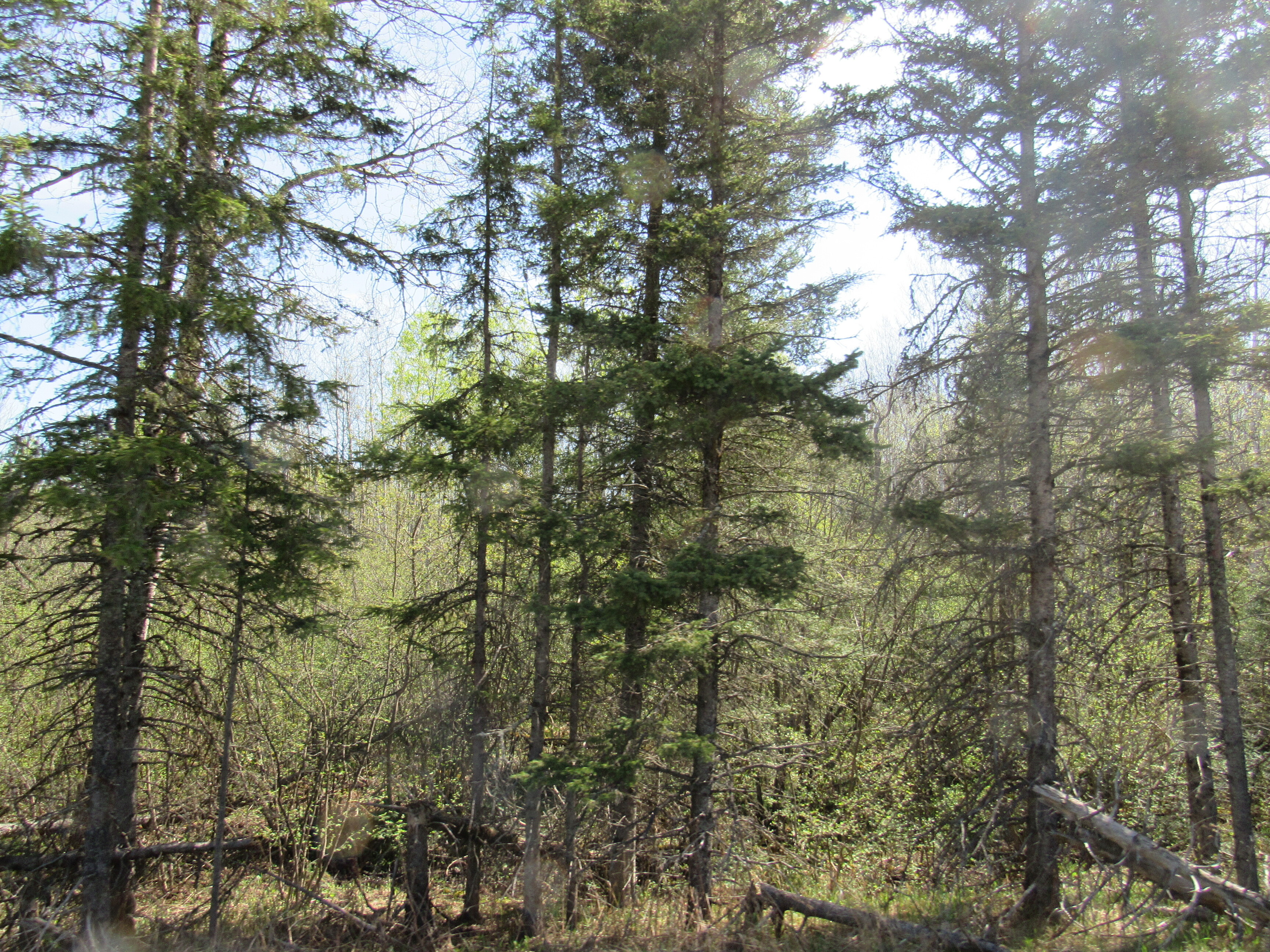 288 +/- Wooded Acreage 50175744